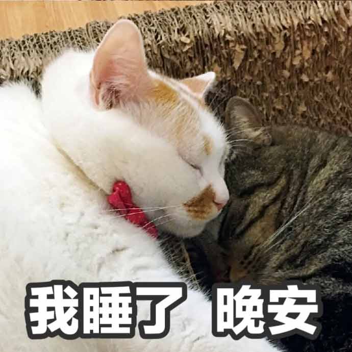 楼楼猫可爱眨眼晚安表情包