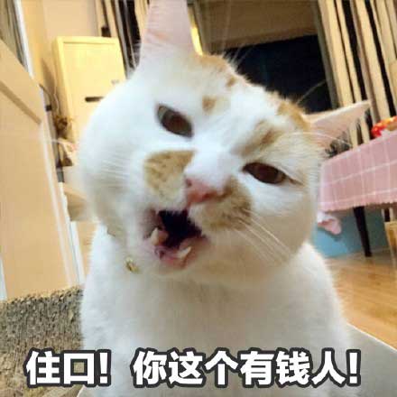 网红猫楼楼住口表情包合集