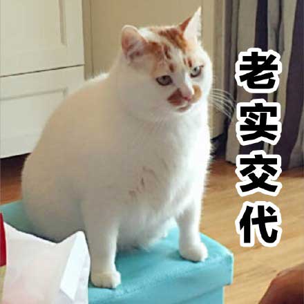 楼楼严肃的表情包_楼楼猫表情包无水印