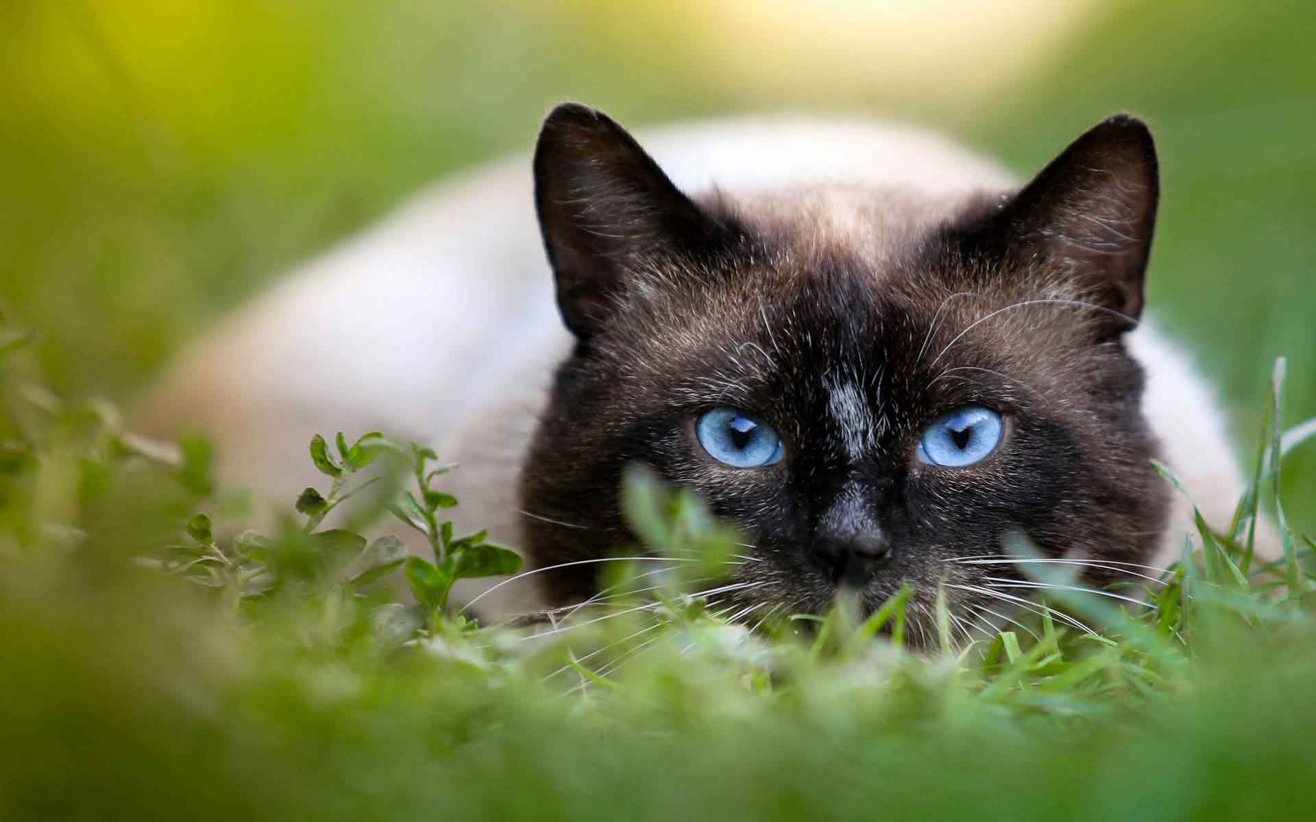 超萌的猫咪暹罗猫可爱照片手机壁纸组图