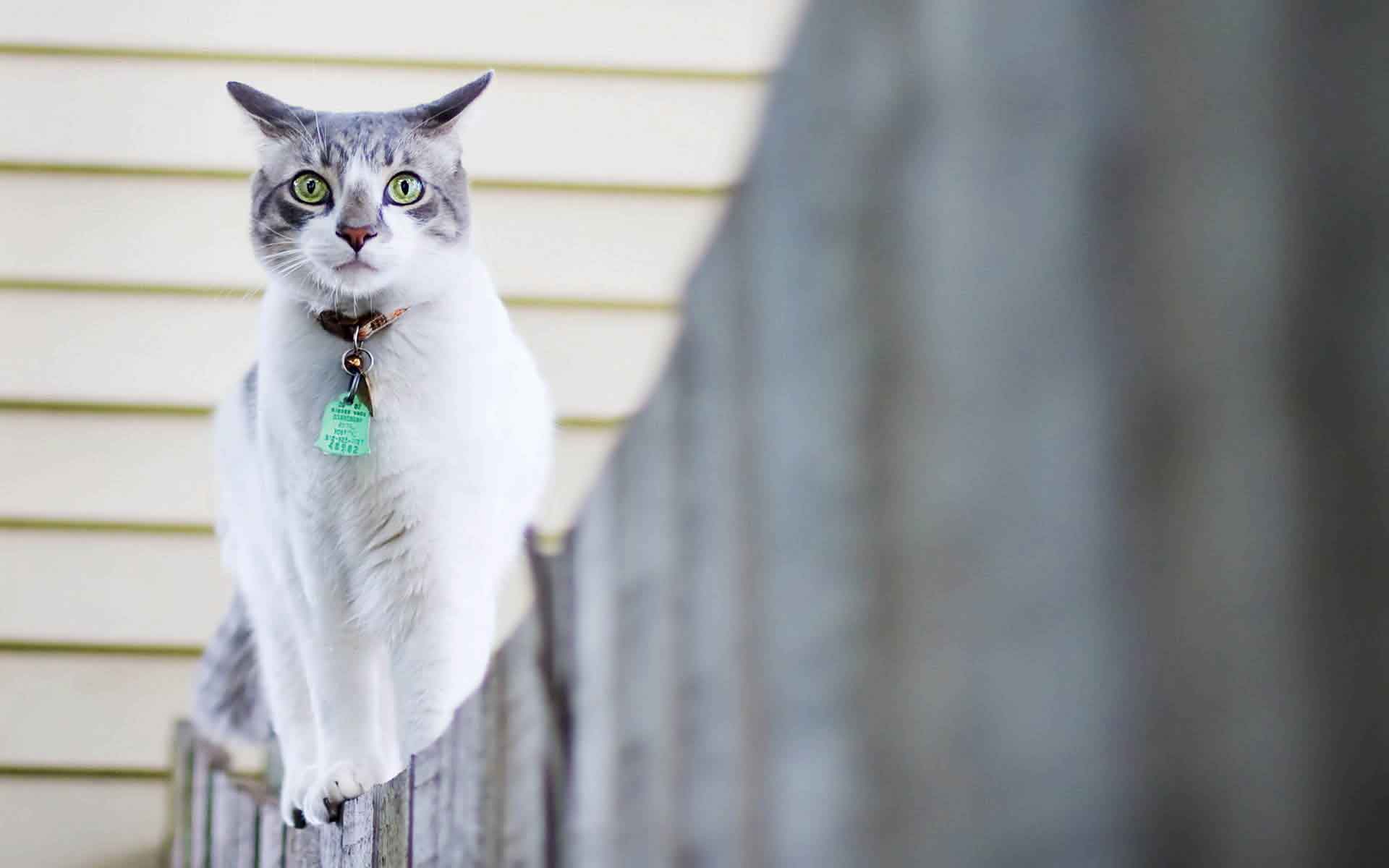 超萌的猫咪可爱照片手机壁纸组图