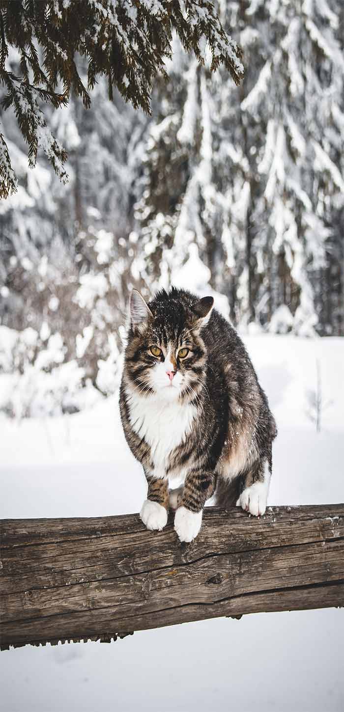 森林雪地上站在枯木上的小猫超清唯美手机壁纸图片