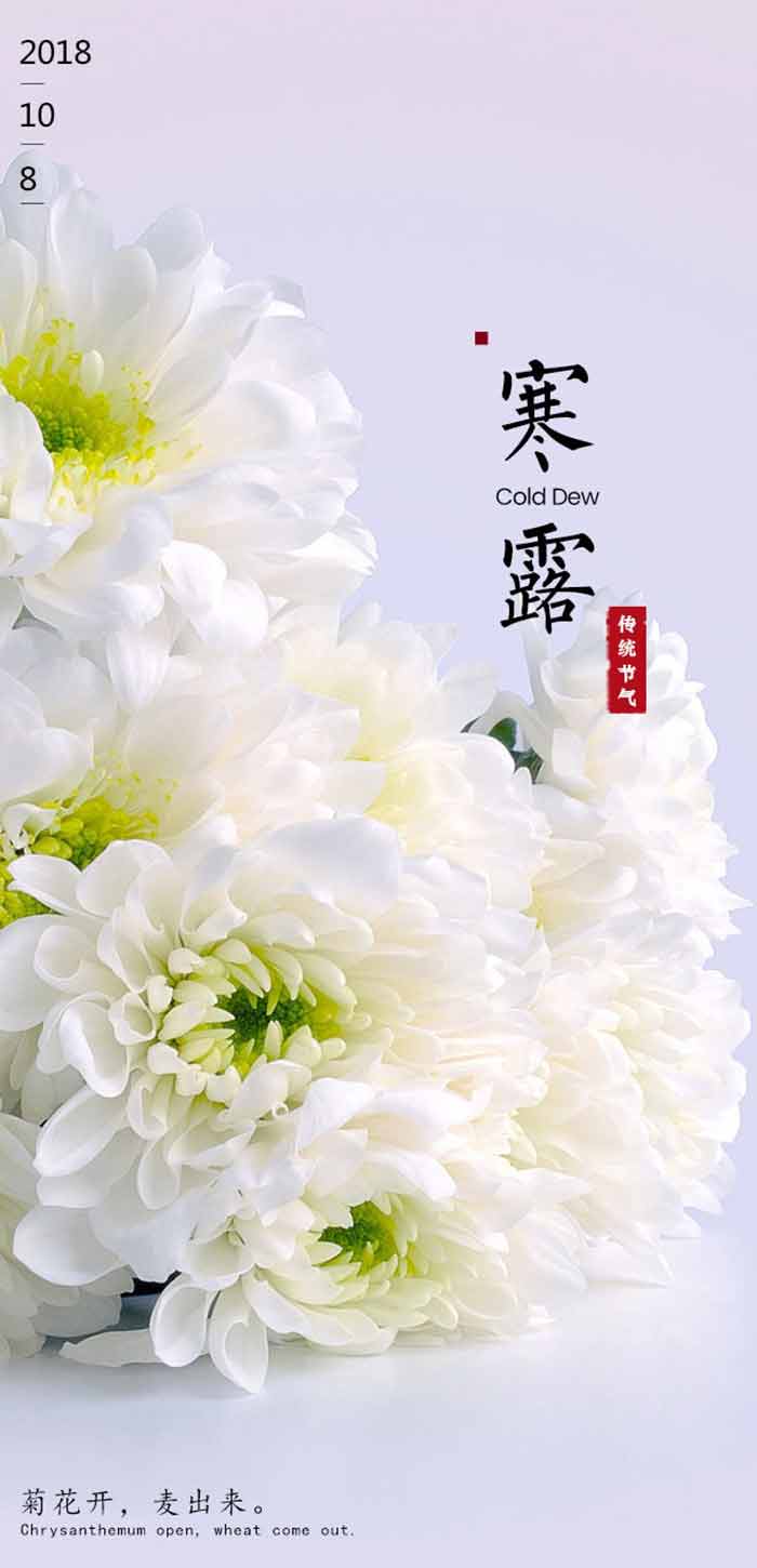 2018寒露节日高清图片配字_寒露白色菊花手机壁纸屏保