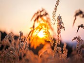 夕阳照射下的芦苇