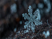 下雪天丛林地面上