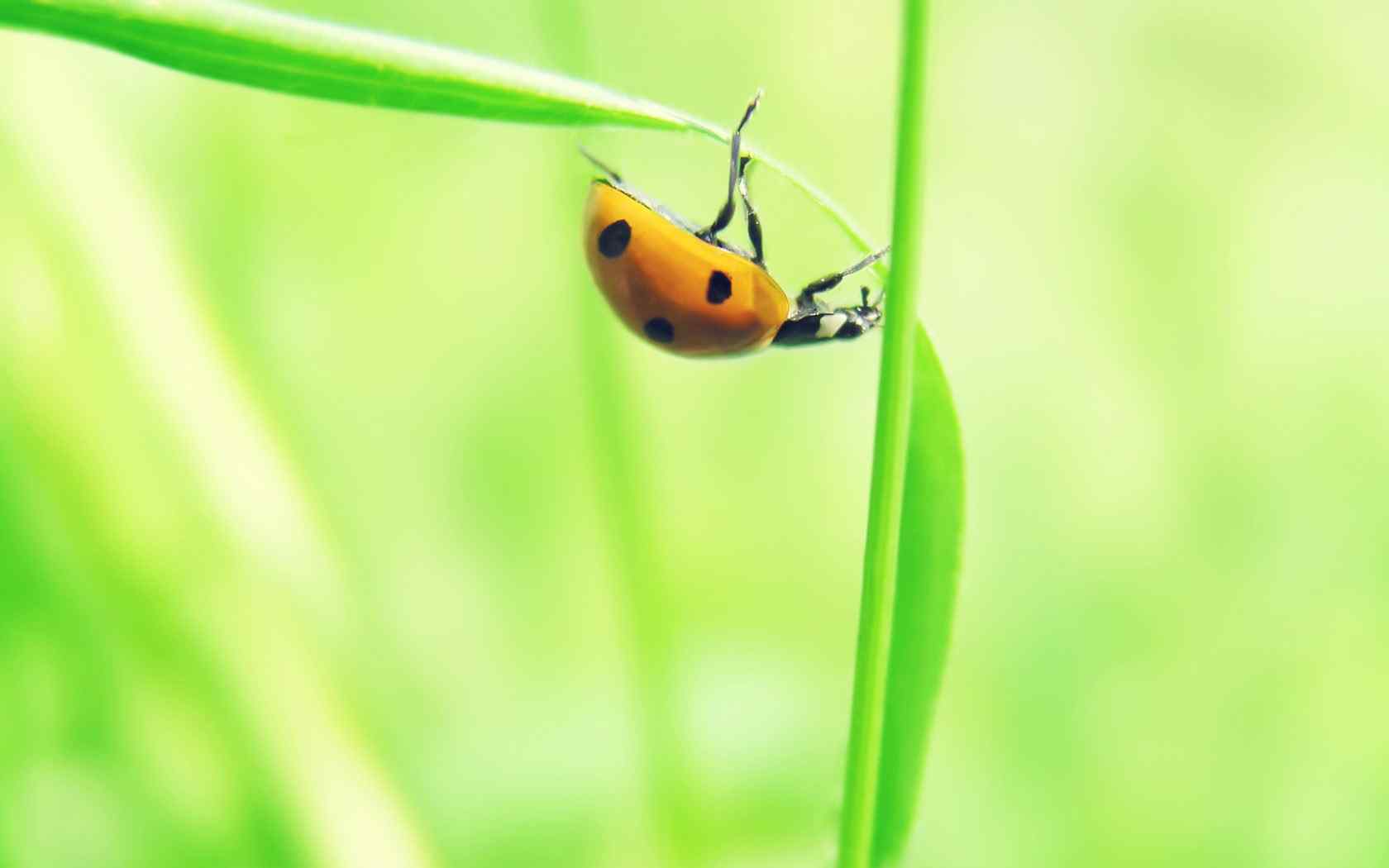 绿之夏瓢虫特写壁纸