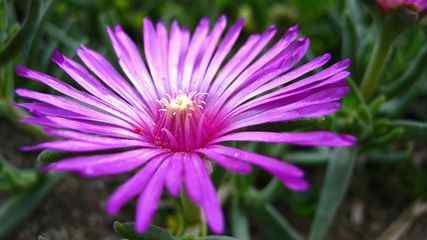 荷兰菊 Aster novi-belgii 花朵壁纸（by adyss88）