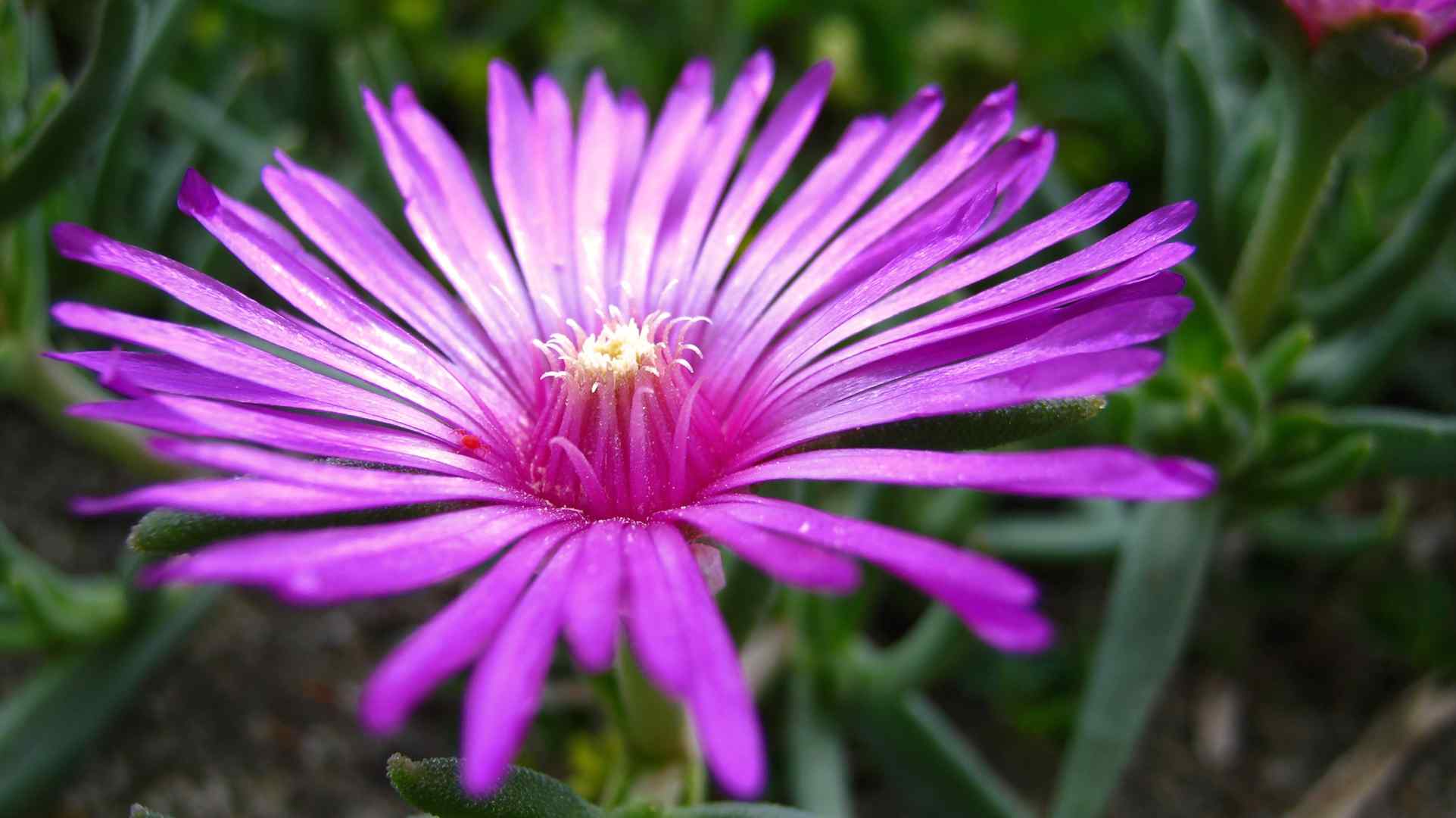 荷兰菊 Aster novi-belgii 花朵壁纸（by adyss88）