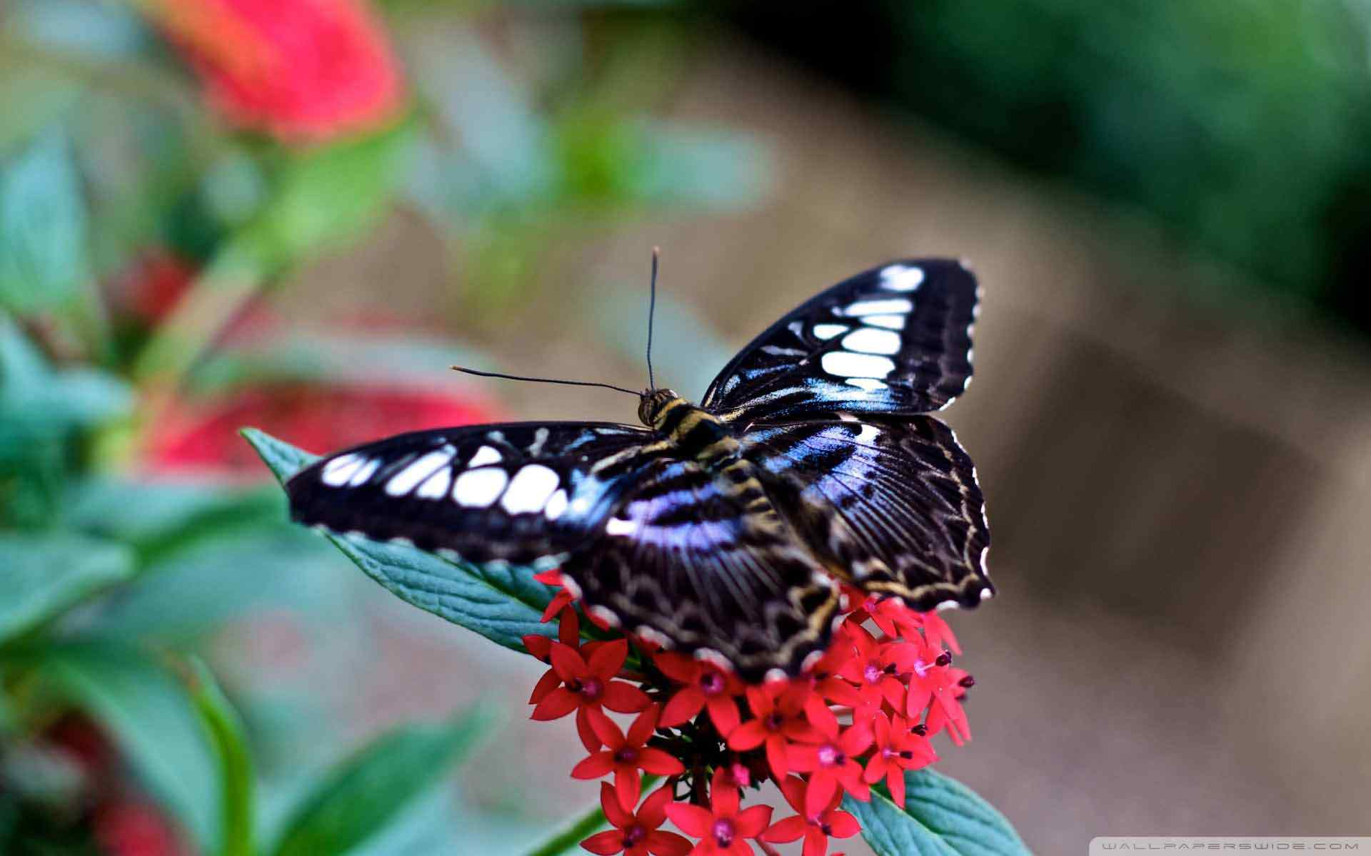 花蝴蝶桌面壁纸