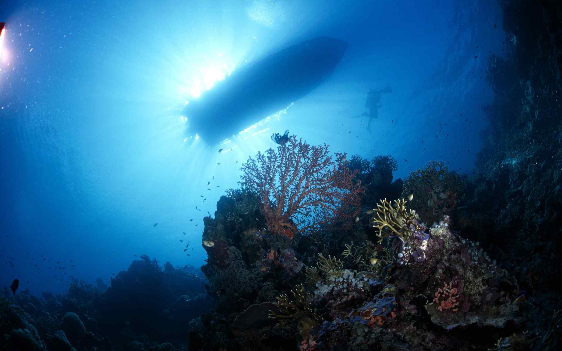 热带海洋生物宽屏动物壁纸