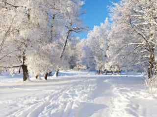 冬日无瑕雪景壁纸