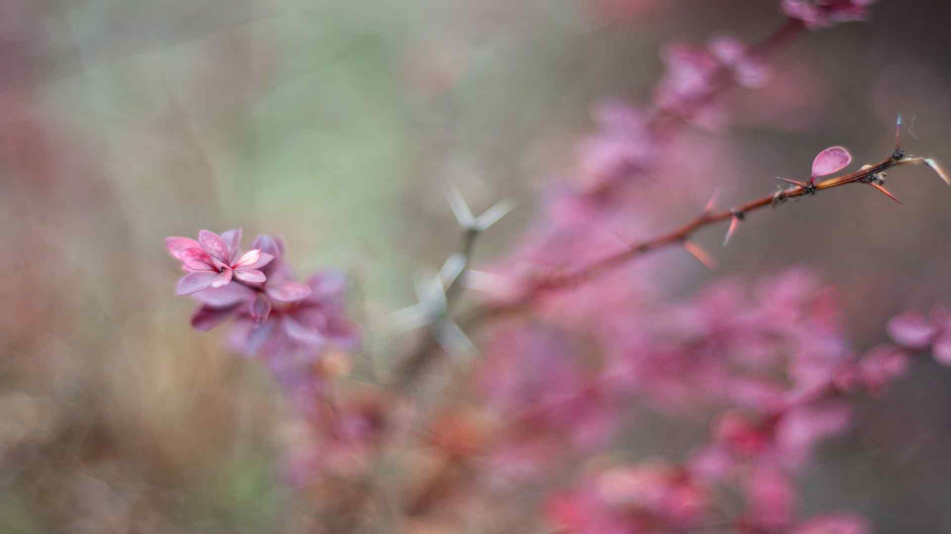 模糊花朵壁纸