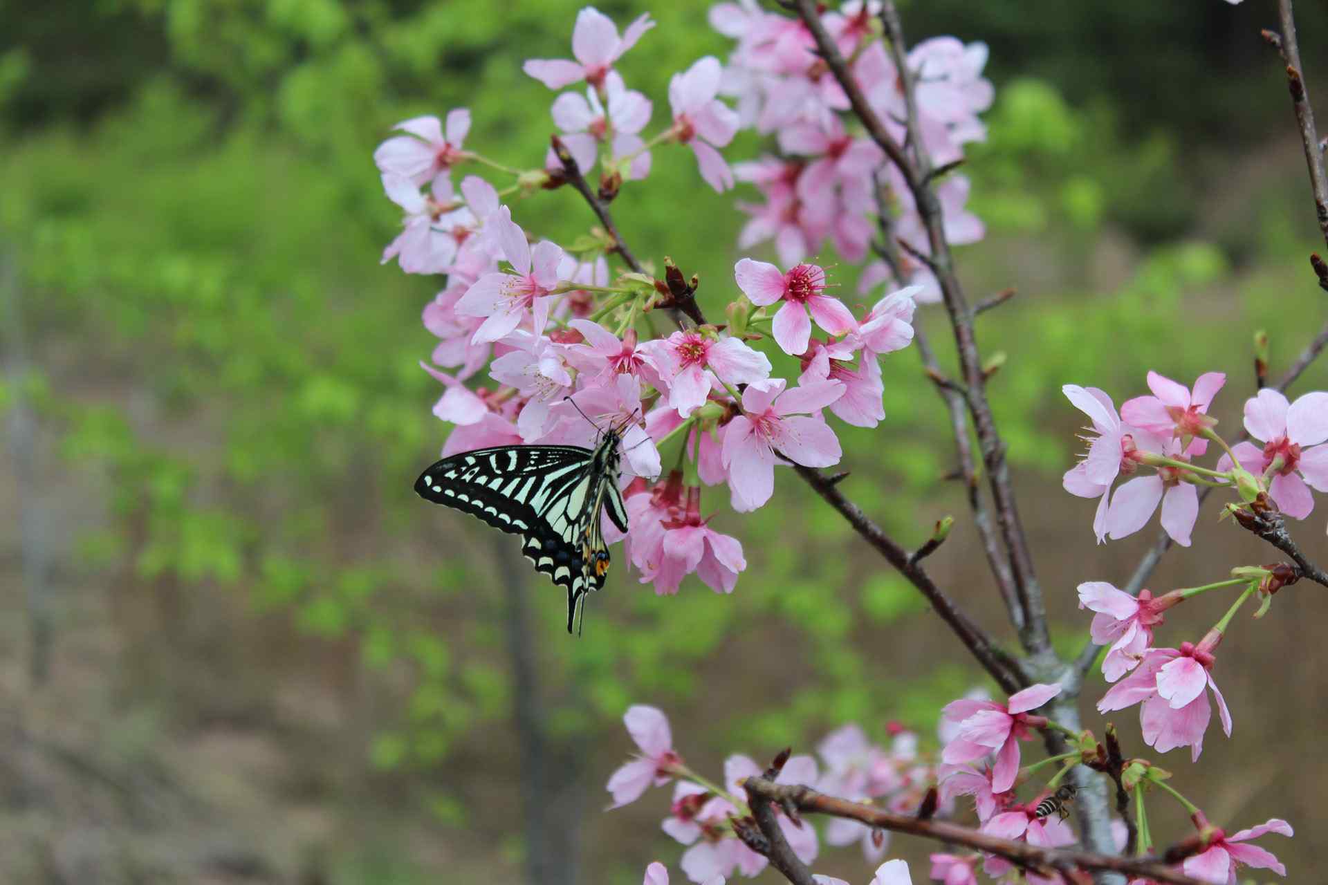 蝶恋花壁纸7