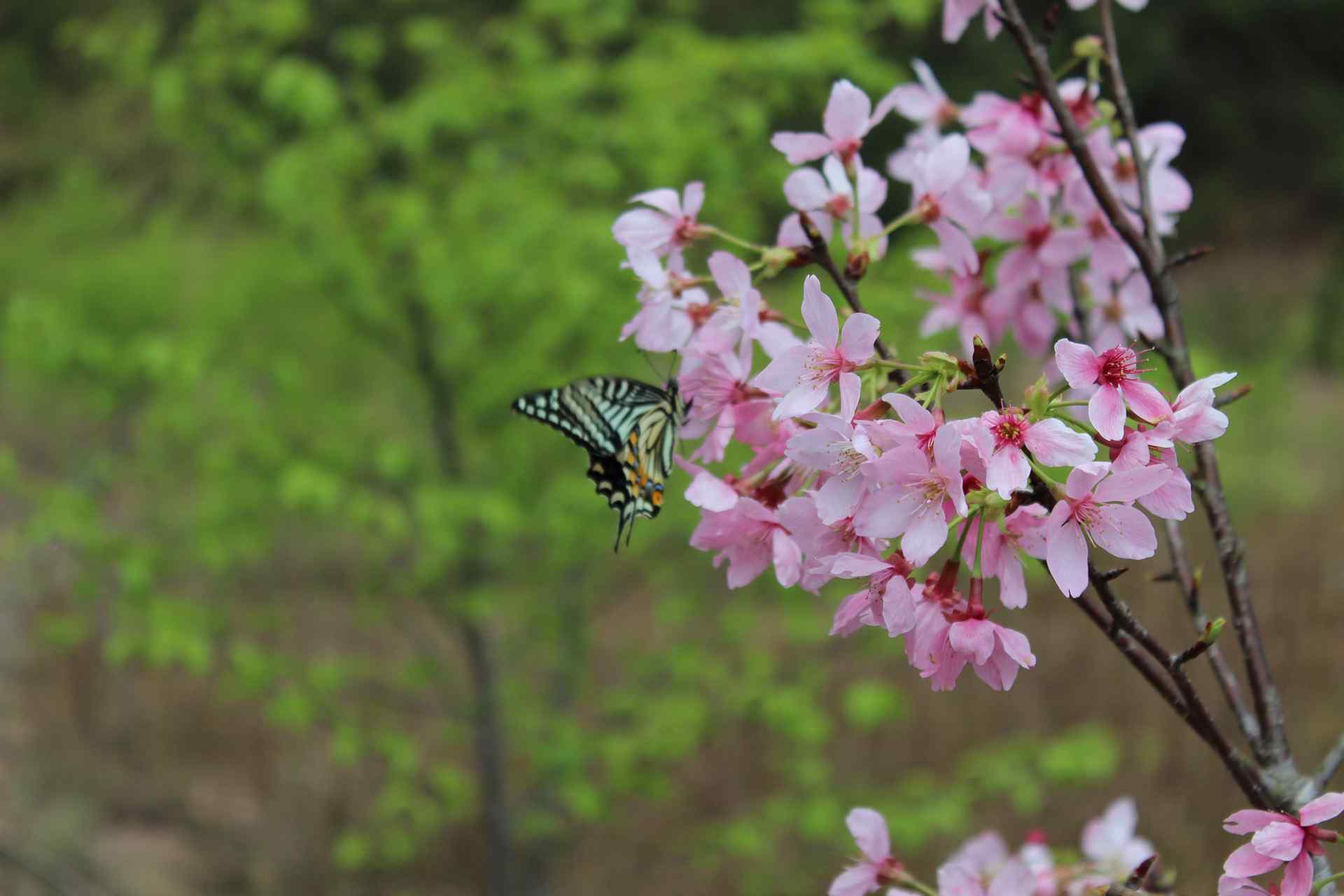 蝶恋花壁纸6