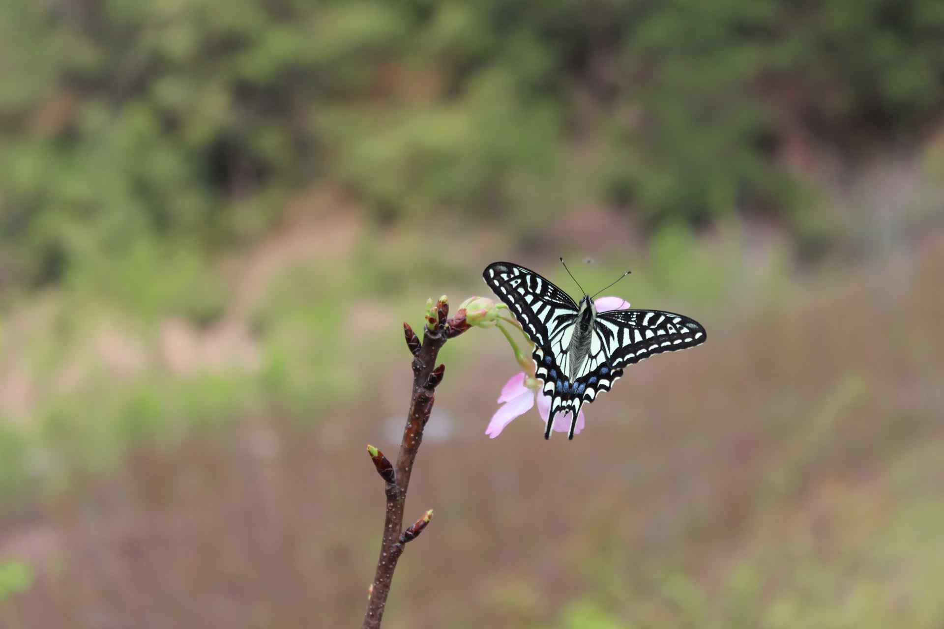  蝶恋花壁纸5