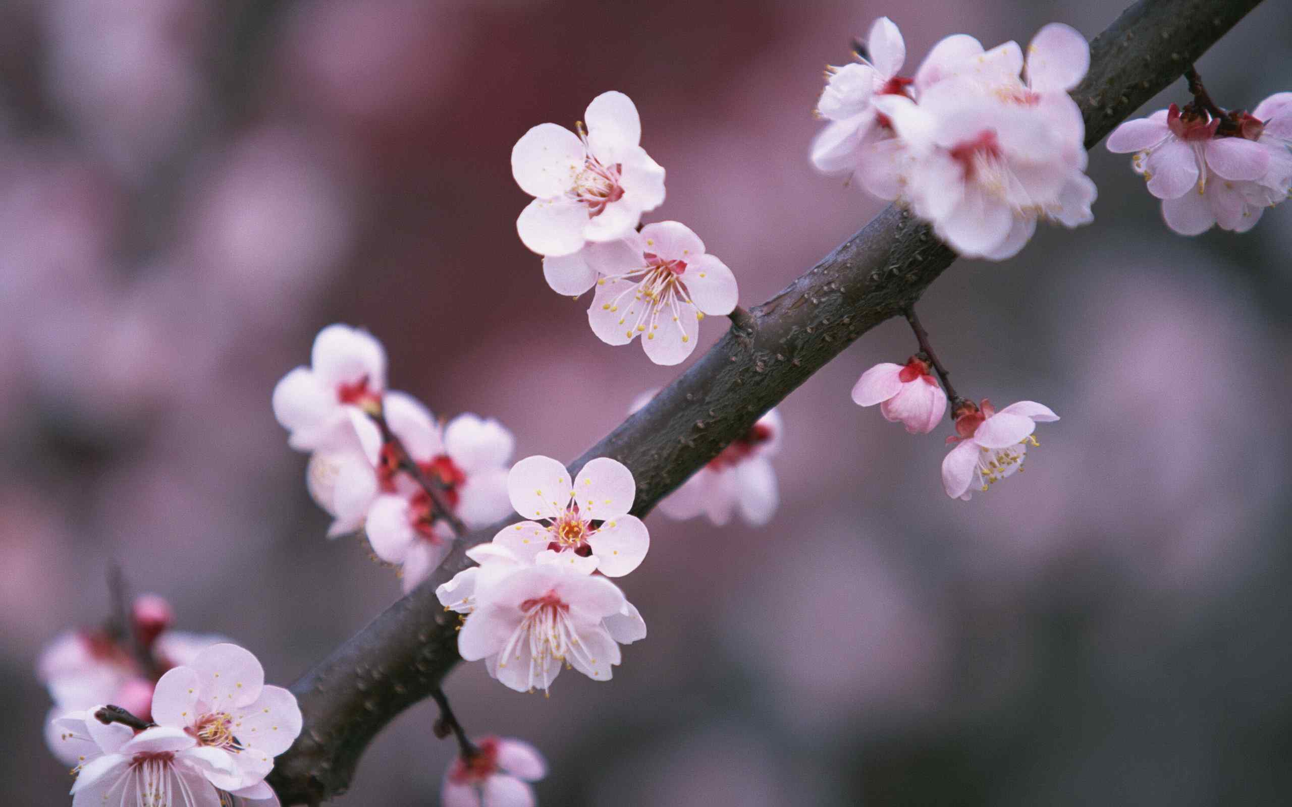 粉色桃花桌面壁纸