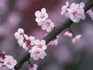 粉色桃花桌面壁纸