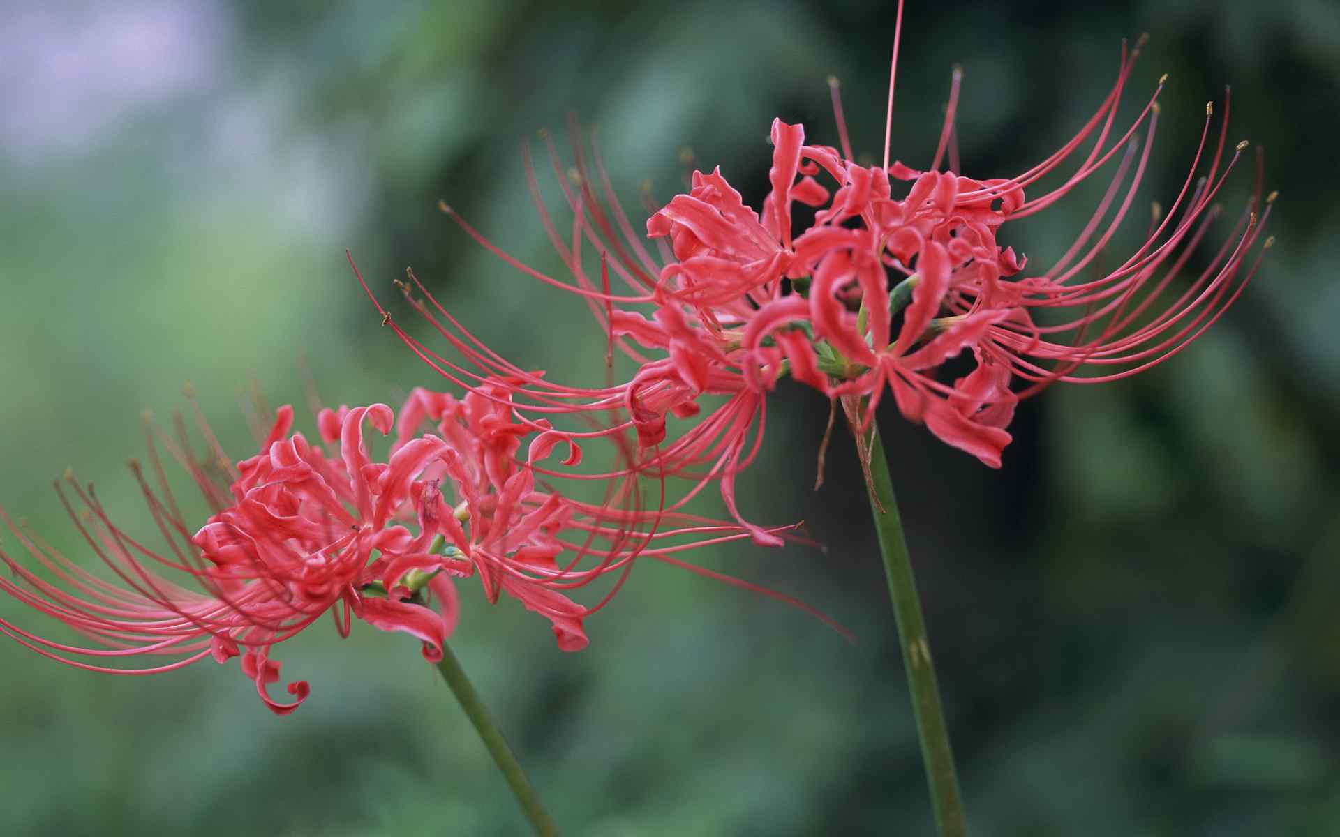 曼珠沙华（彼岸花）桌面壁纸