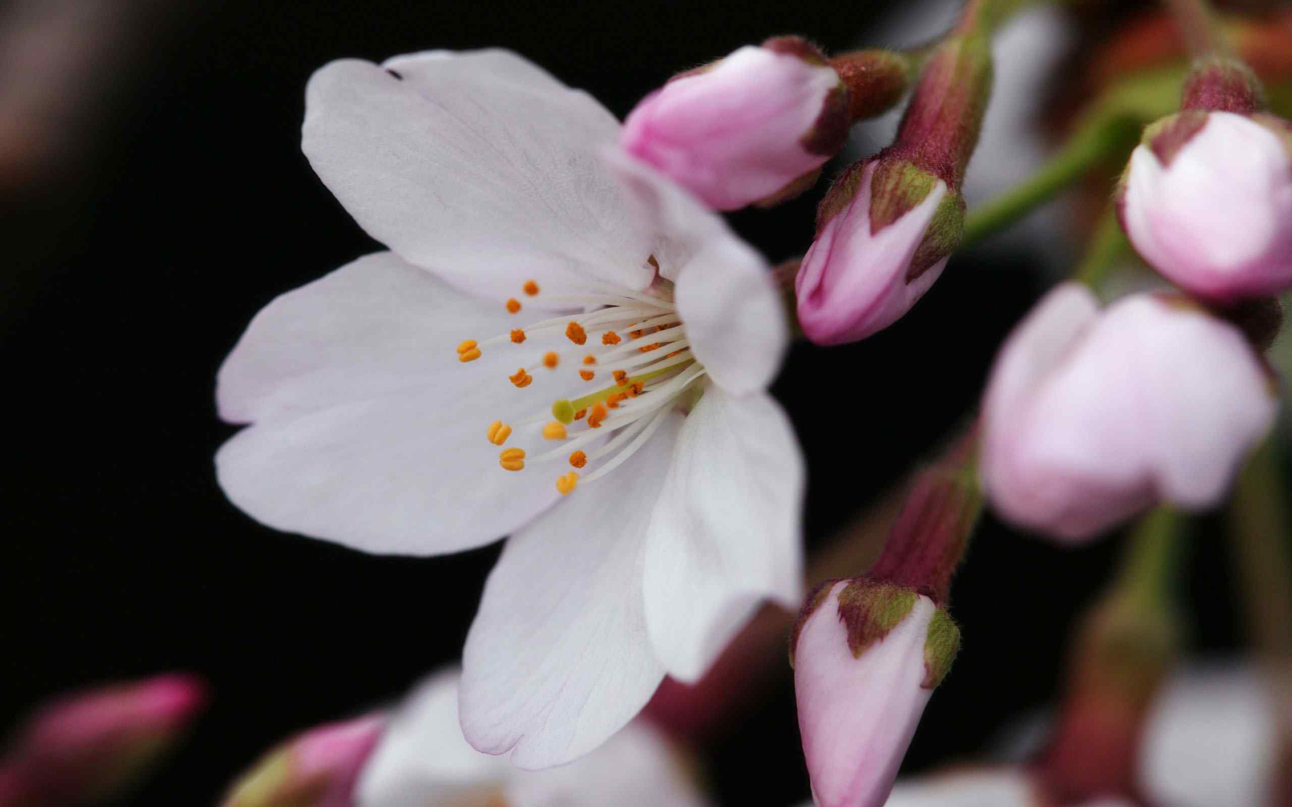 高清单反桃花桌面壁纸