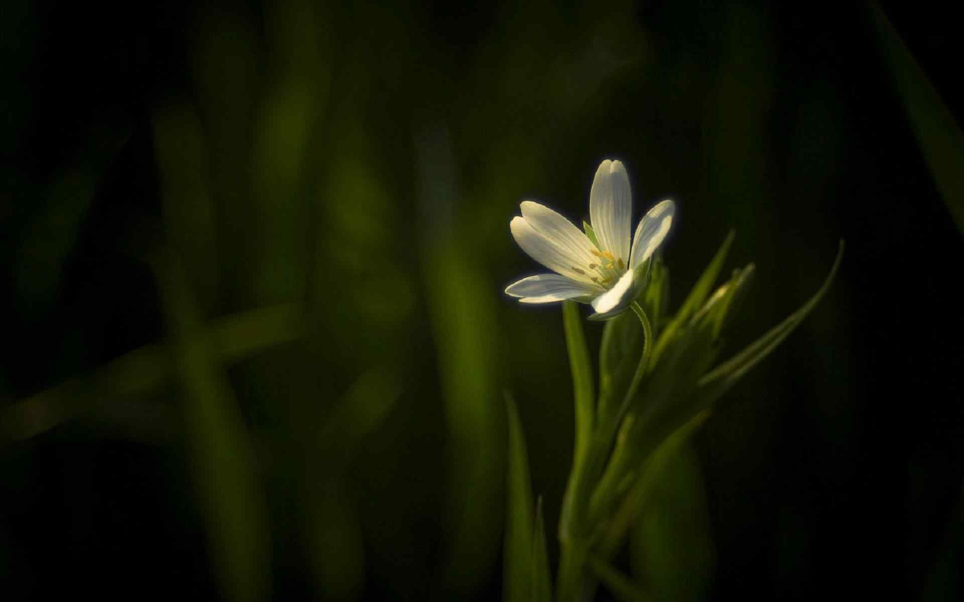 唯美小花绿色高清植物壁纸