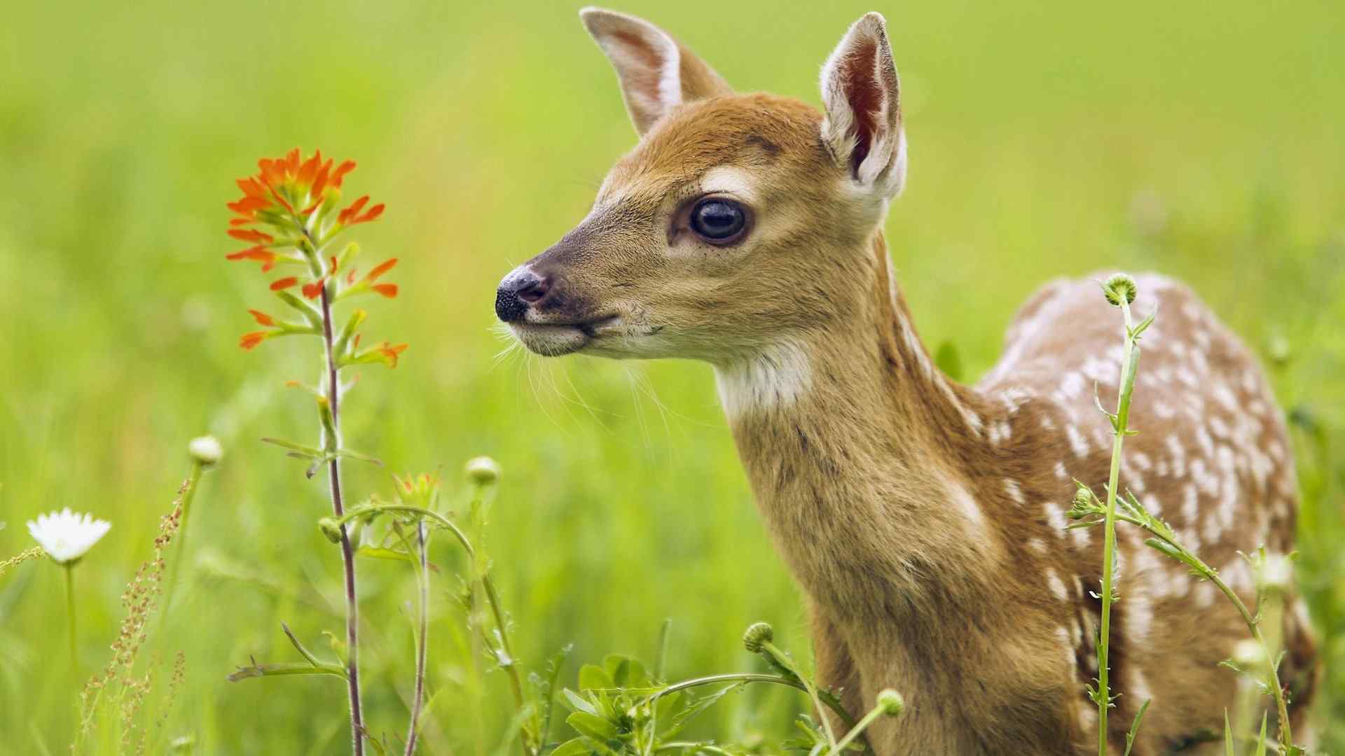 动物壁纸之可爱梅花鹿桌面高清