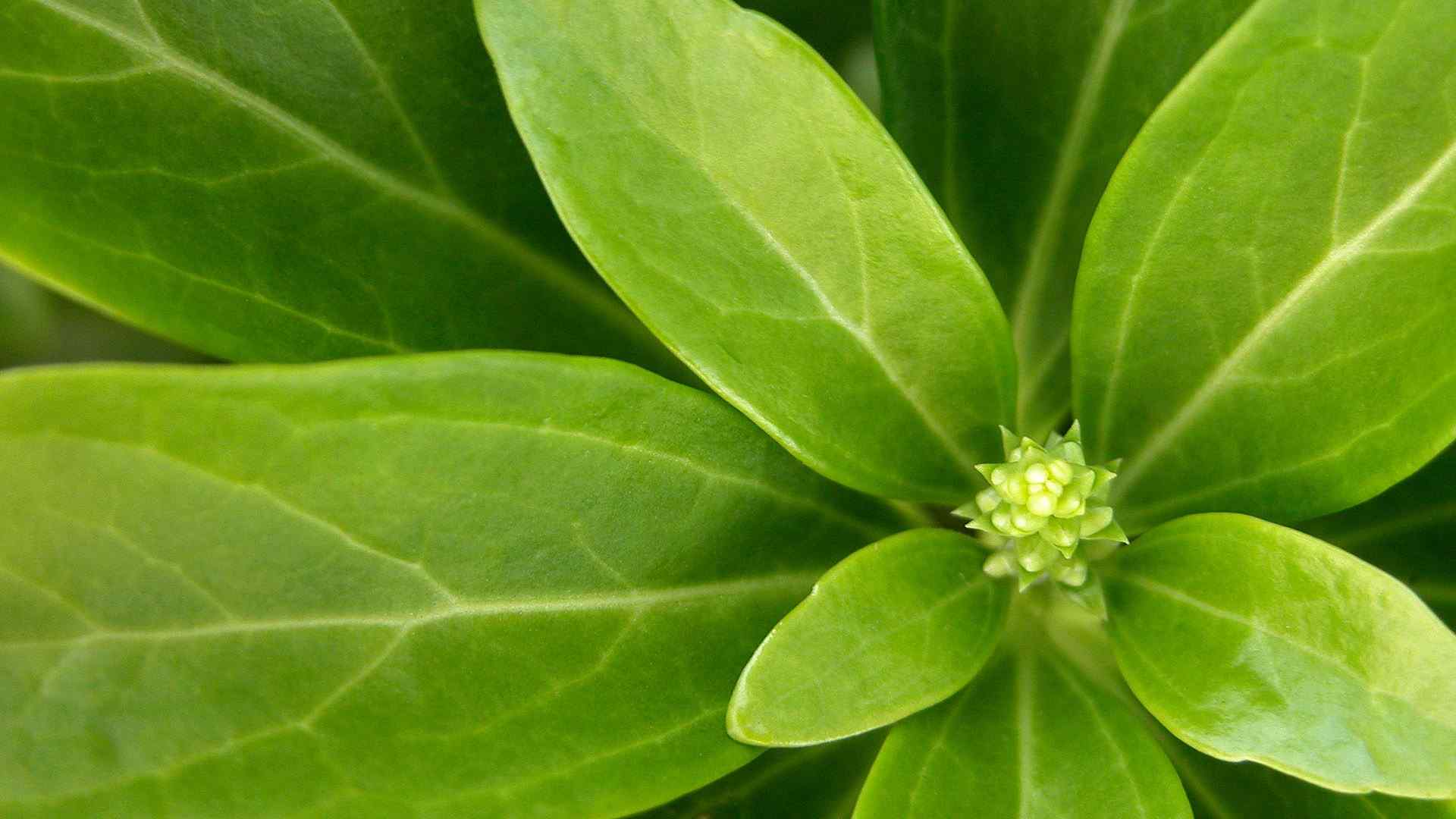 花树绿色植物高清桌面壁纸