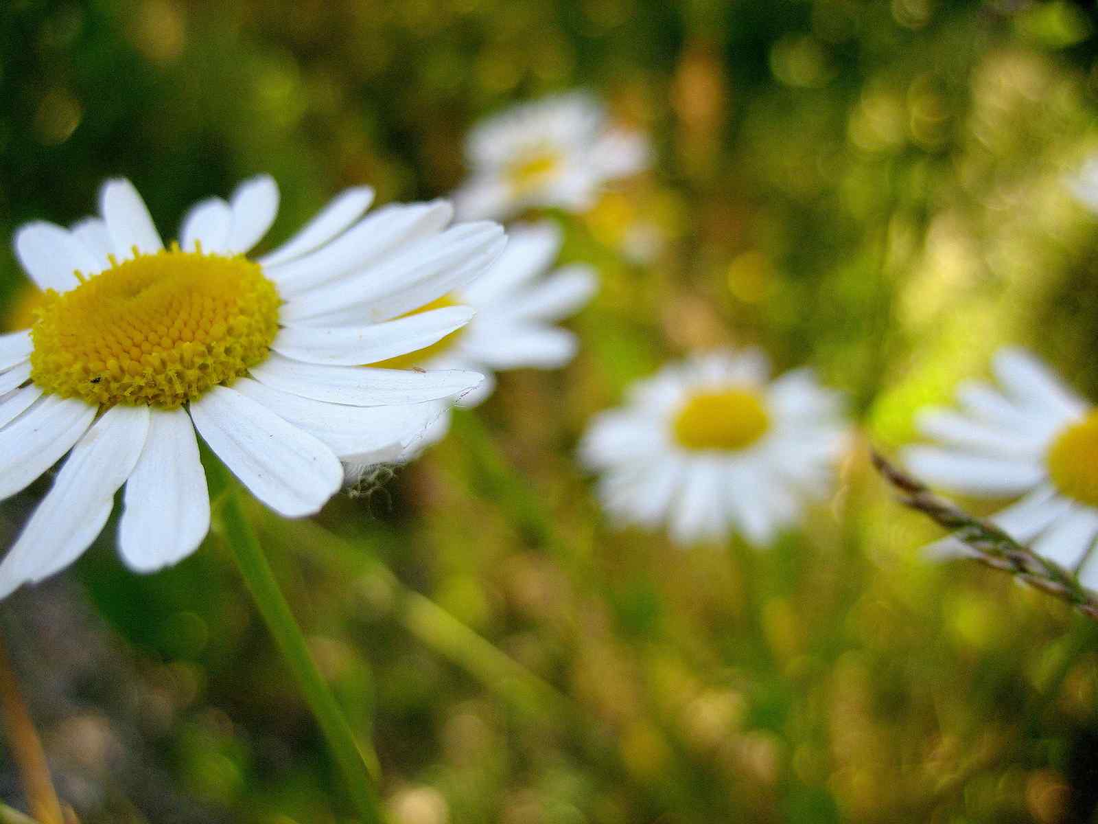 小清新高清桌面壁纸之白色小菊花