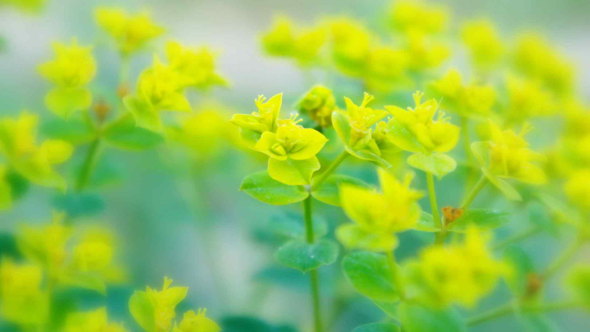 绿色嫩芽植物高清桌面壁纸