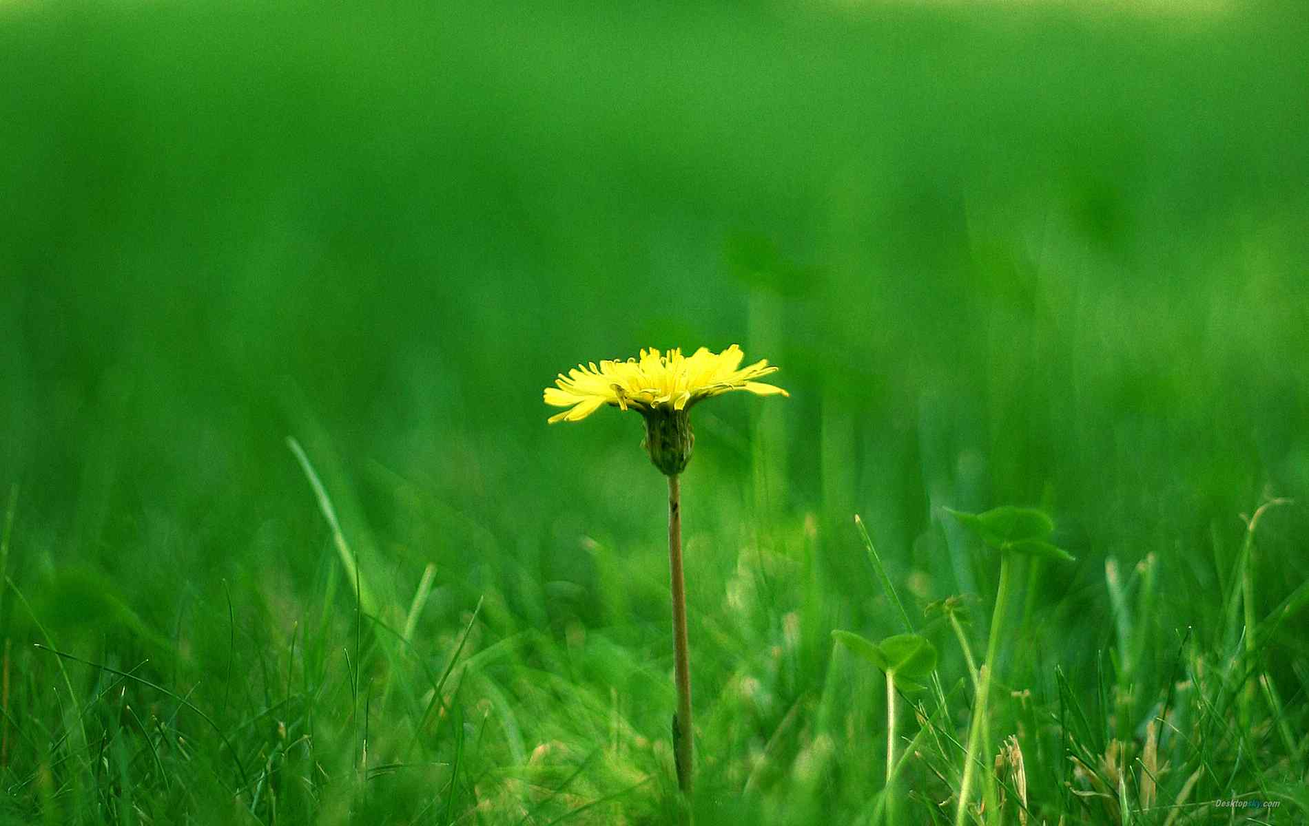 草地上的小花绿色植物电脑壁纸