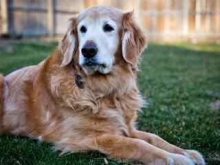 金毛犬高清电脑壁纸之专注照