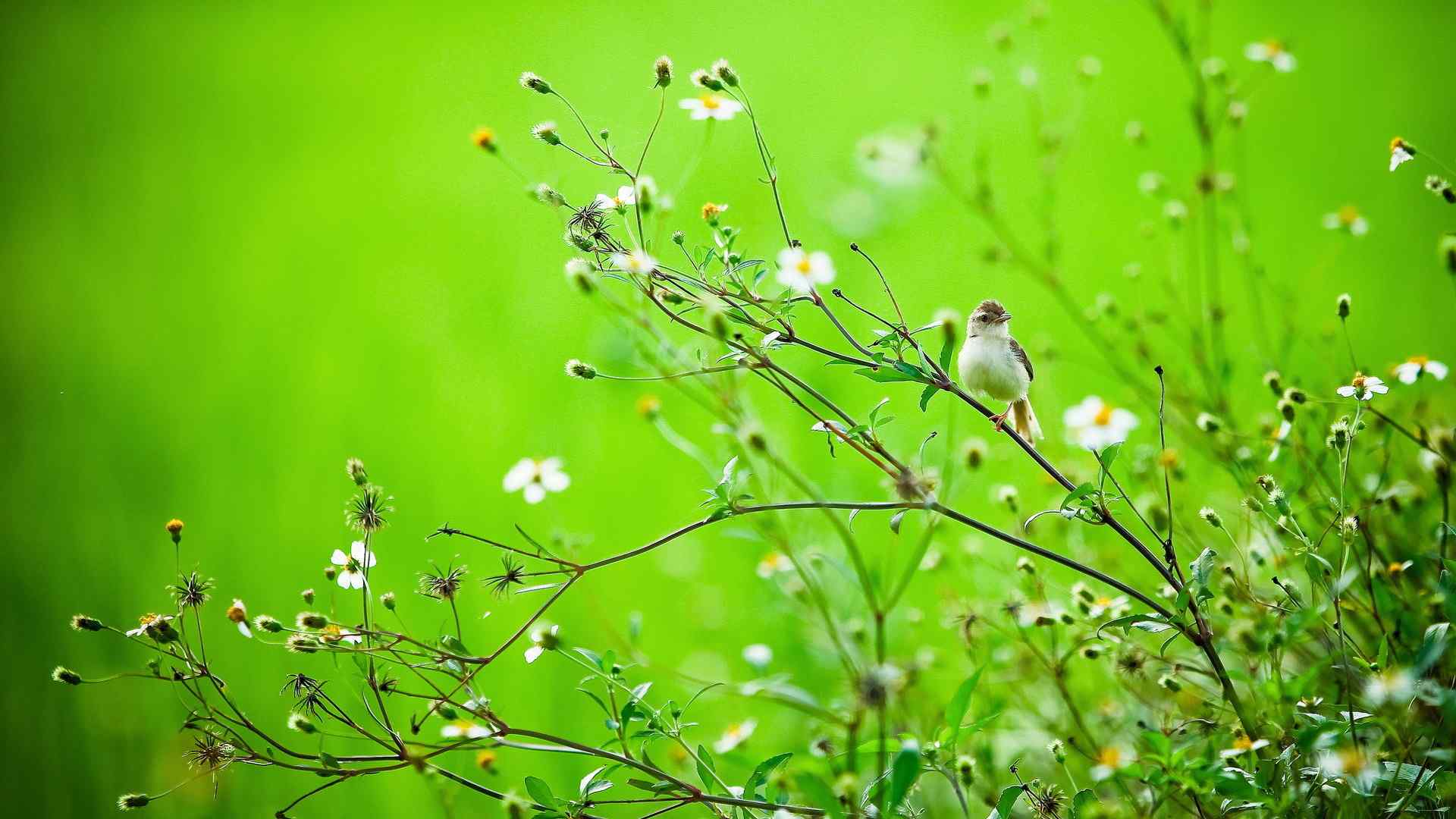 绿色自然桌面壁纸