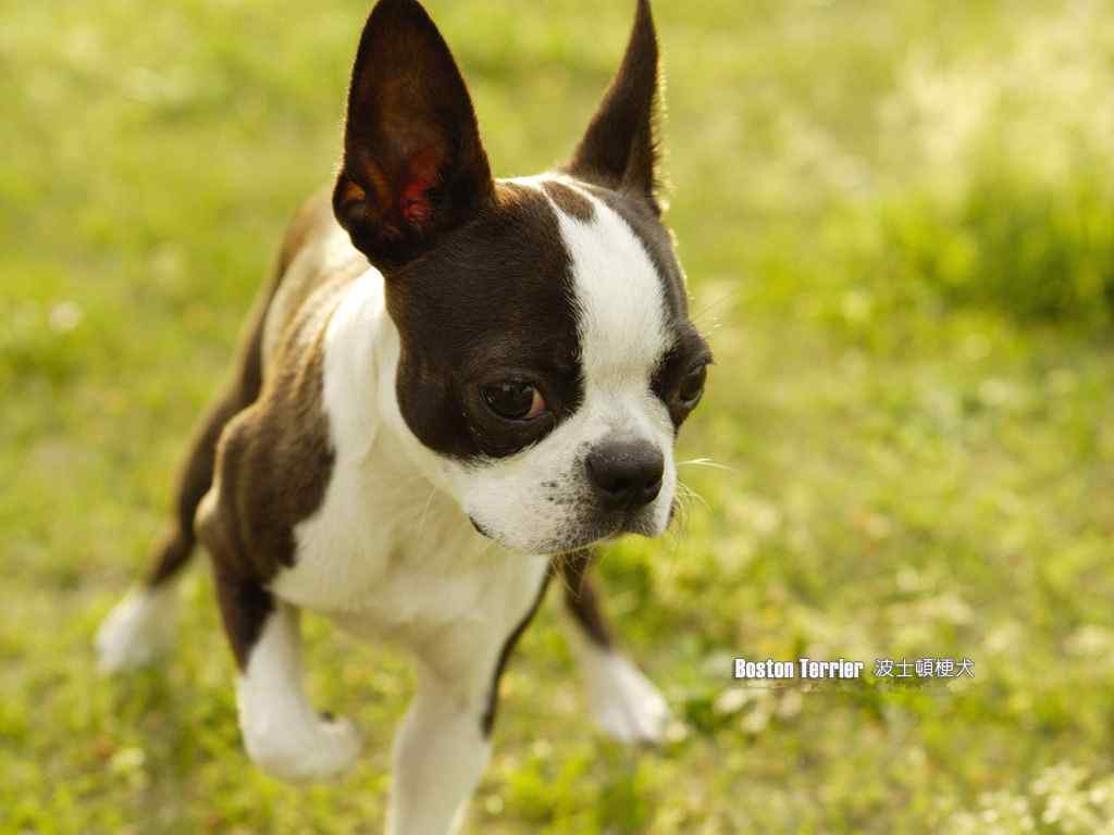 波士顿梗犬桌面壁纸