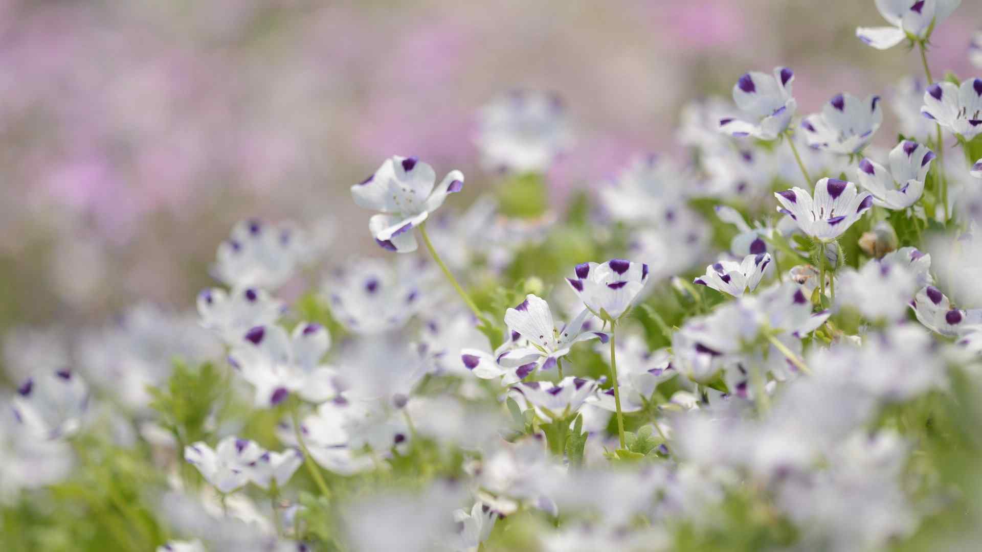 小清新亚麻花桌面壁纸