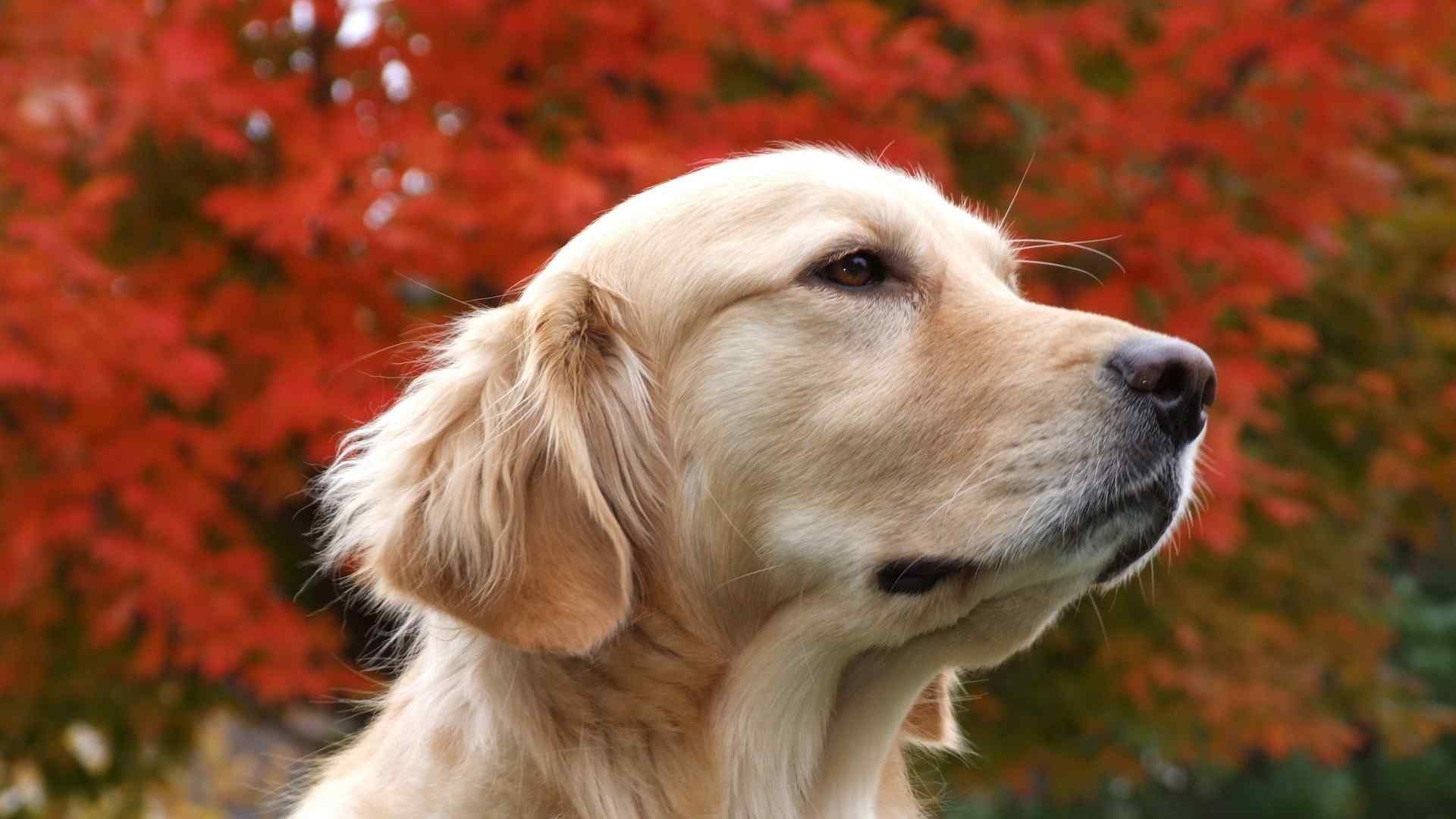 忧郁的小狗与红色枫叶桌面壁纸