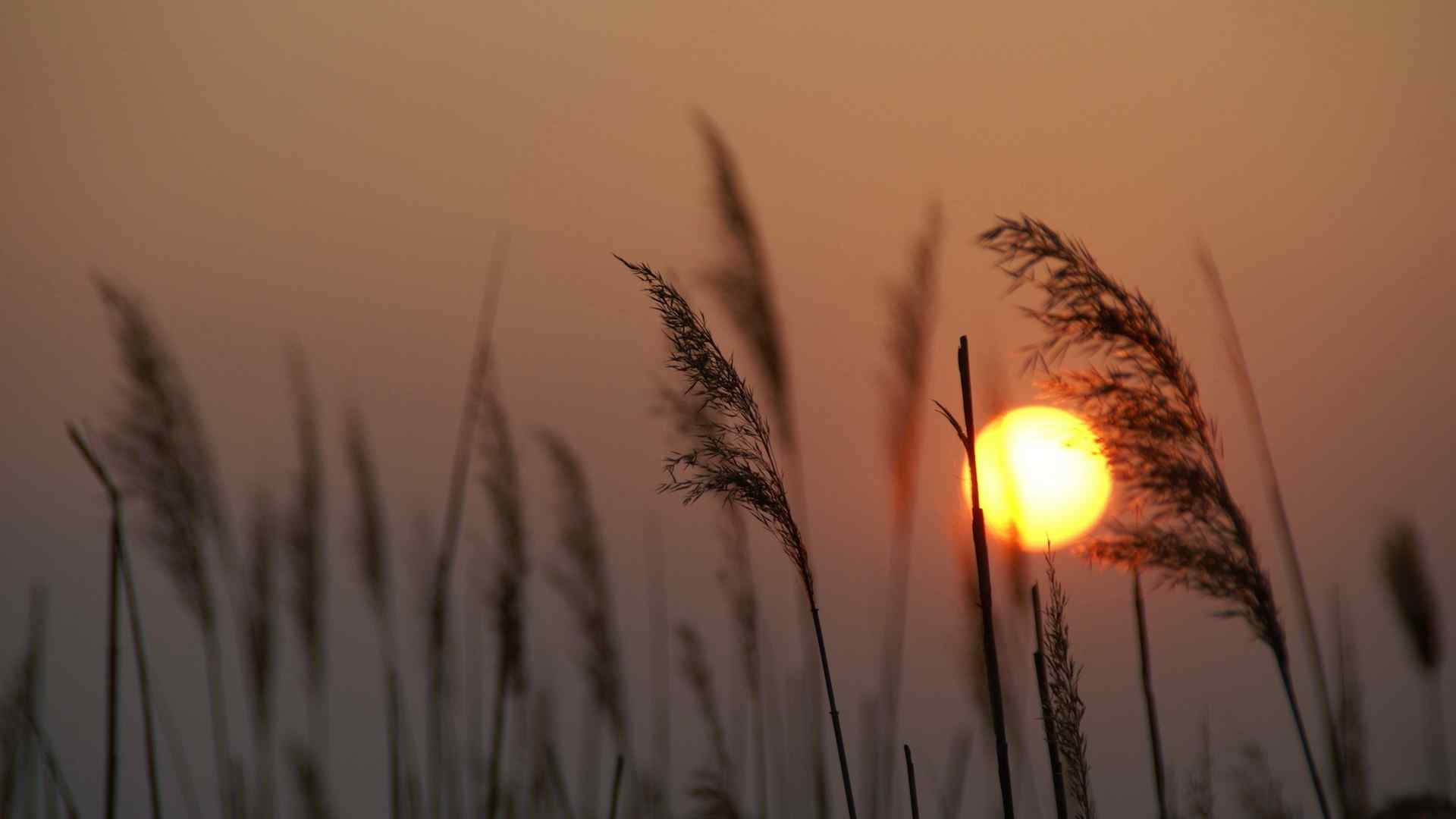 芦苇丛中的美丽夕阳高清电脑桌面壁纸