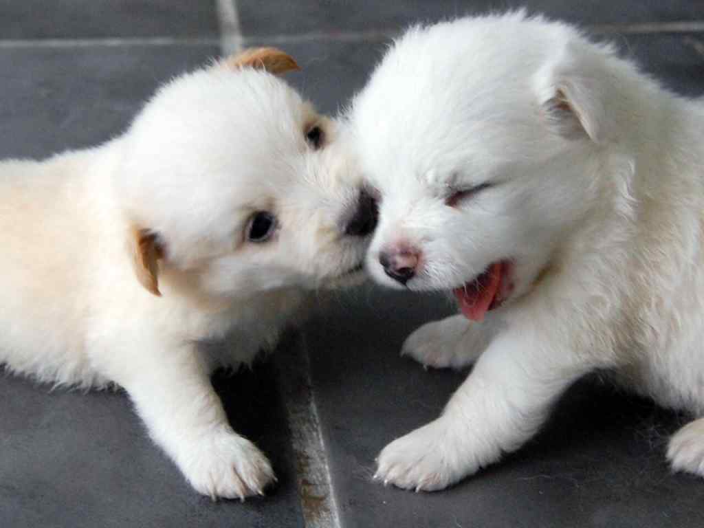 超可爱小狗电脑壁纸-white shepherd puppies