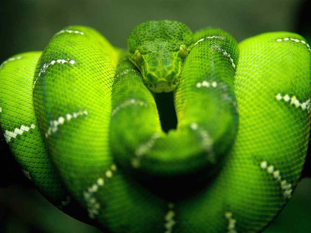 绿色灵蛇电脑壁纸-Tree Snake on Branch