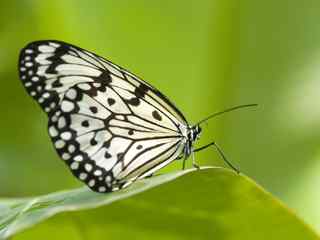 蝴蝶写真壁纸-butterfiy