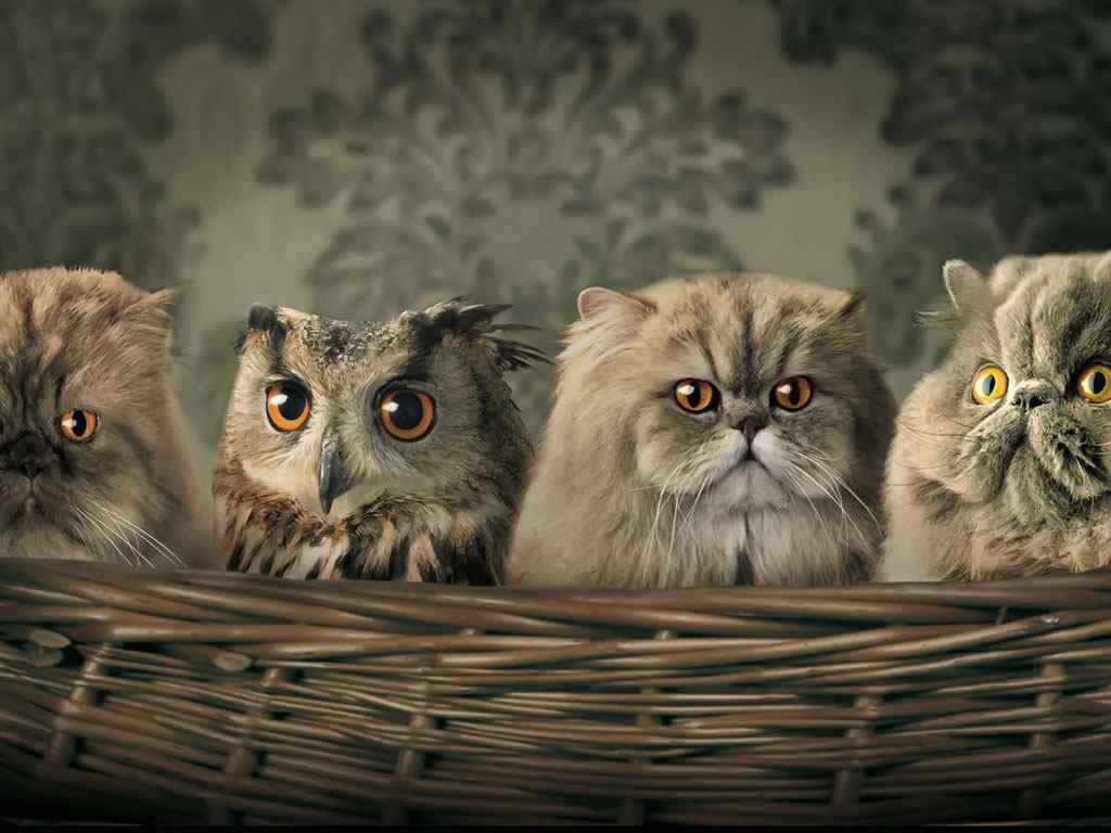 一群小猫咪壁纸-cats Widescreen Widescreen Wallpaper