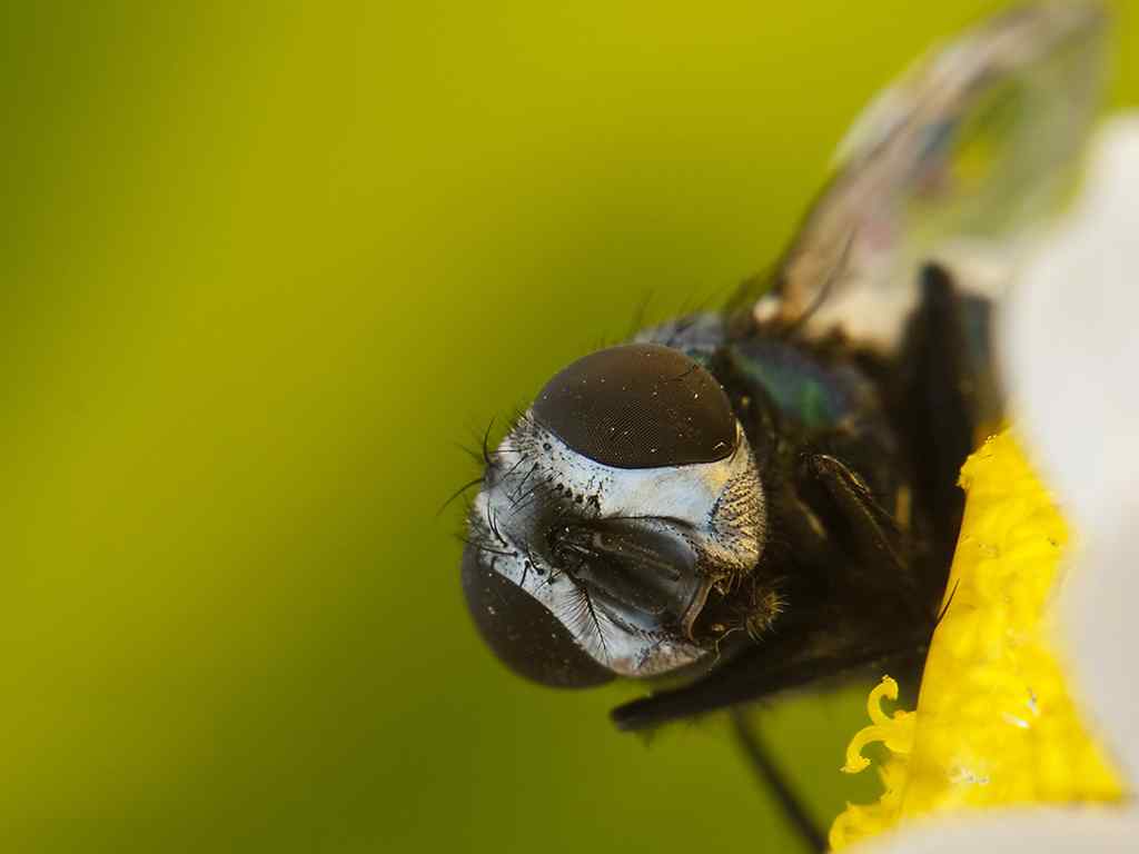 蜜蜂桌面壁纸