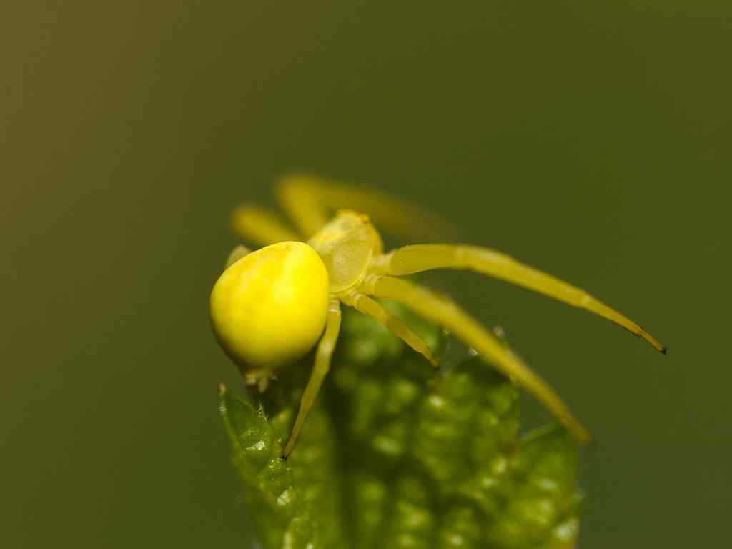 微观昆虫壁纸