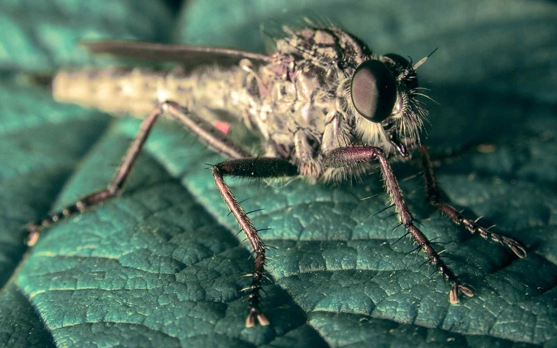 昆虫摄影壁纸