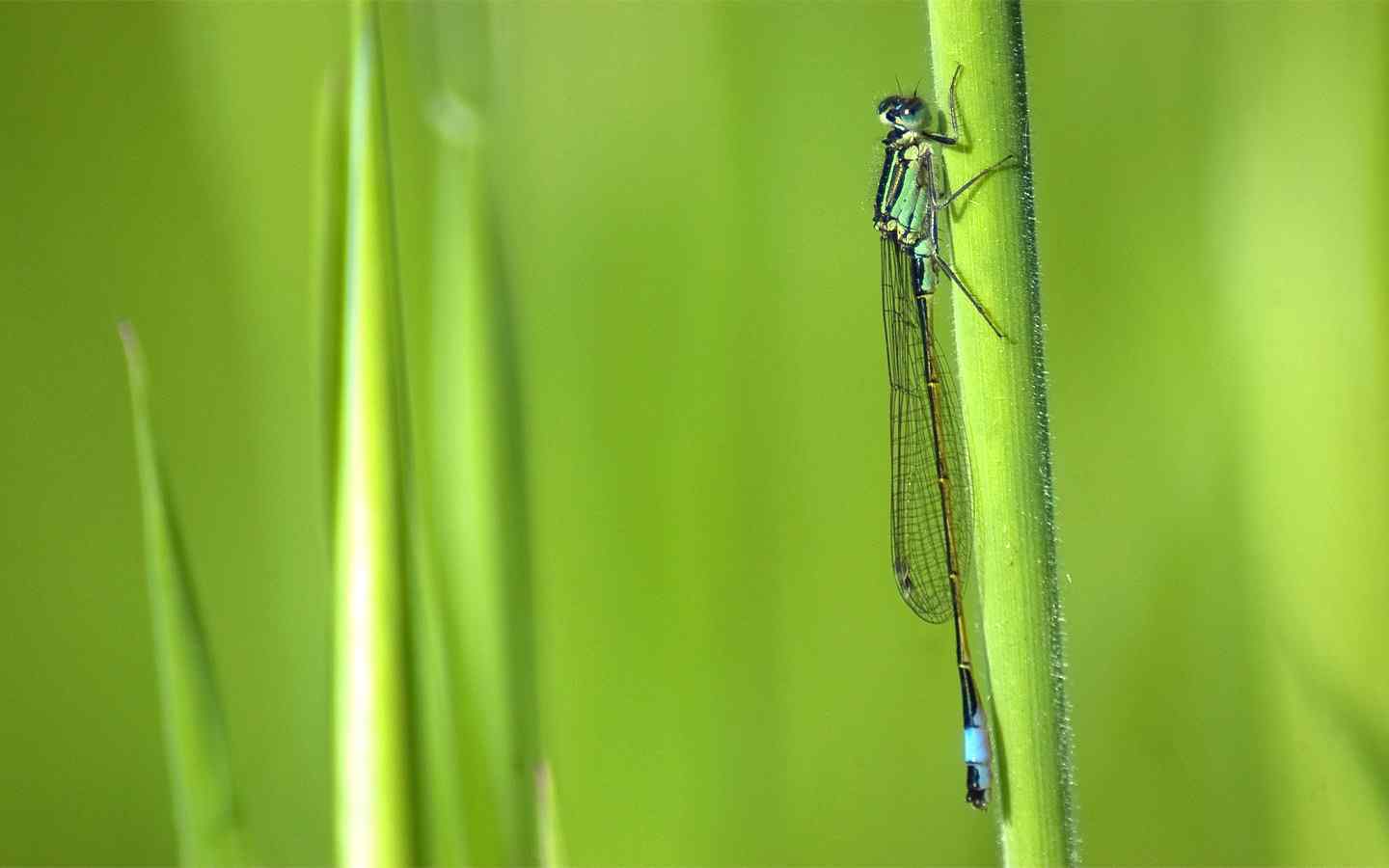 绿色蜻蜓壁纸