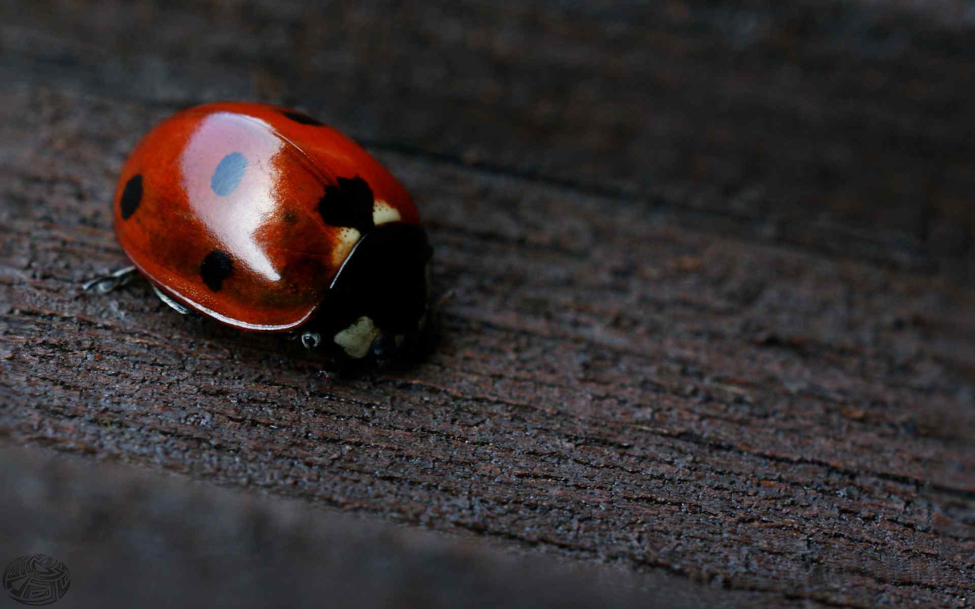 甲壳虫摄影壁纸