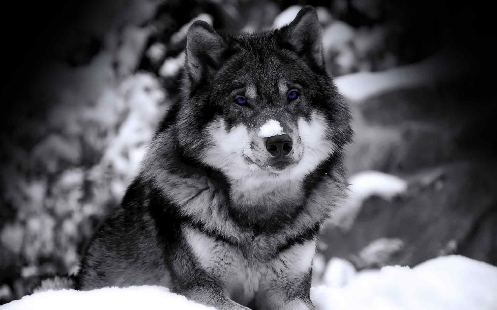 雪中狼特写壁纸