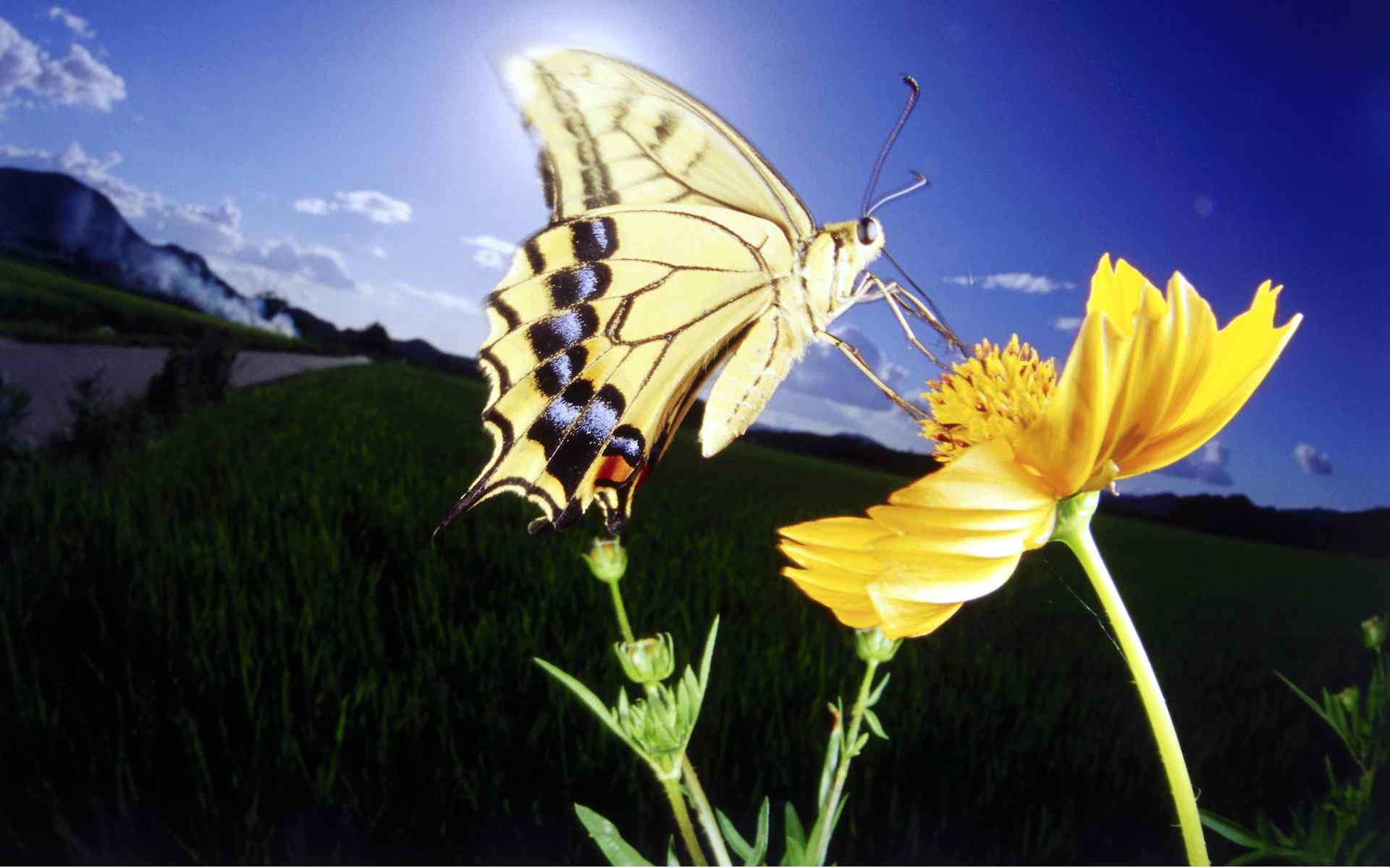 蝶恋花摄影壁纸