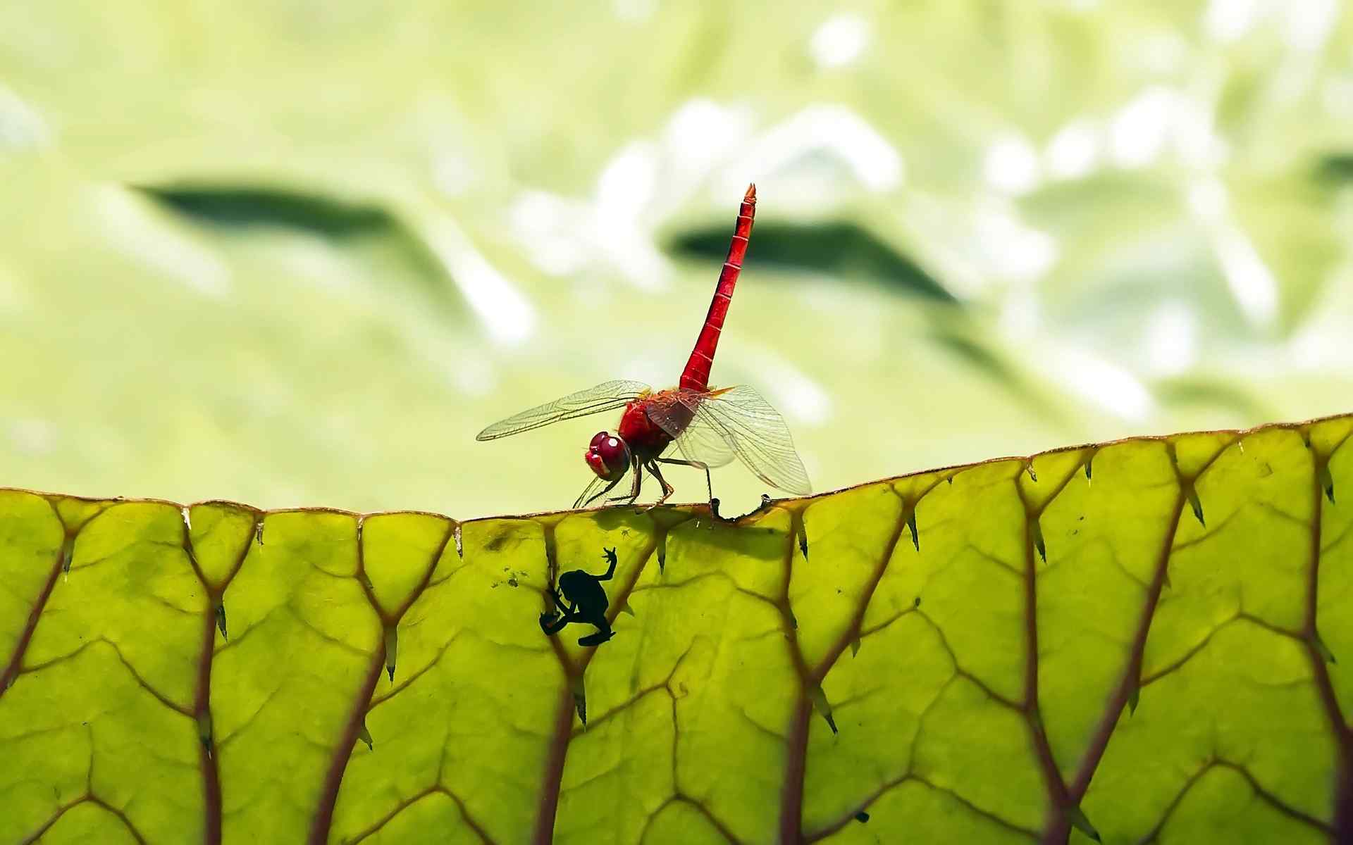 蜻蜓高清摄影壁纸