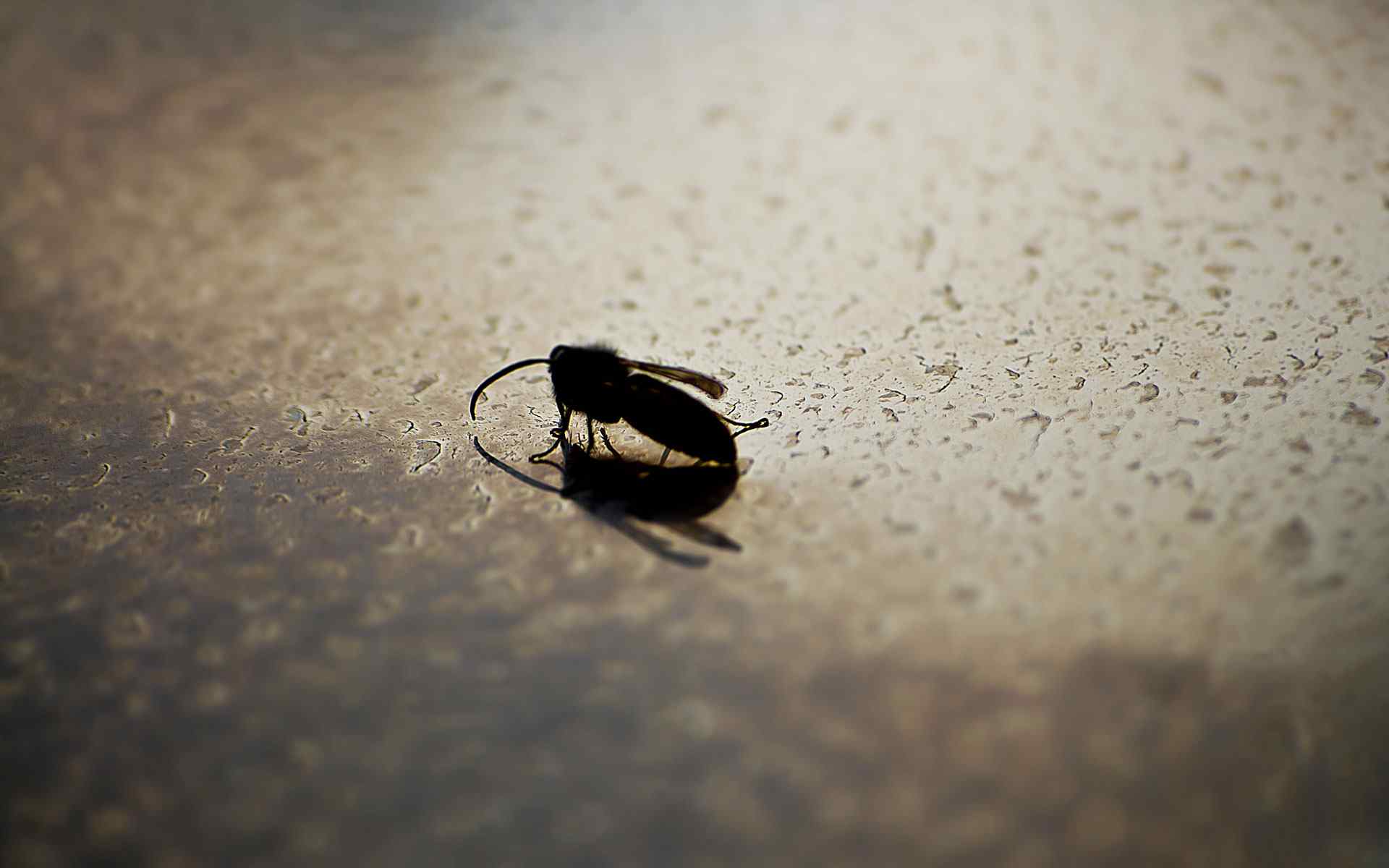 蜜蜂微距摄影壁纸