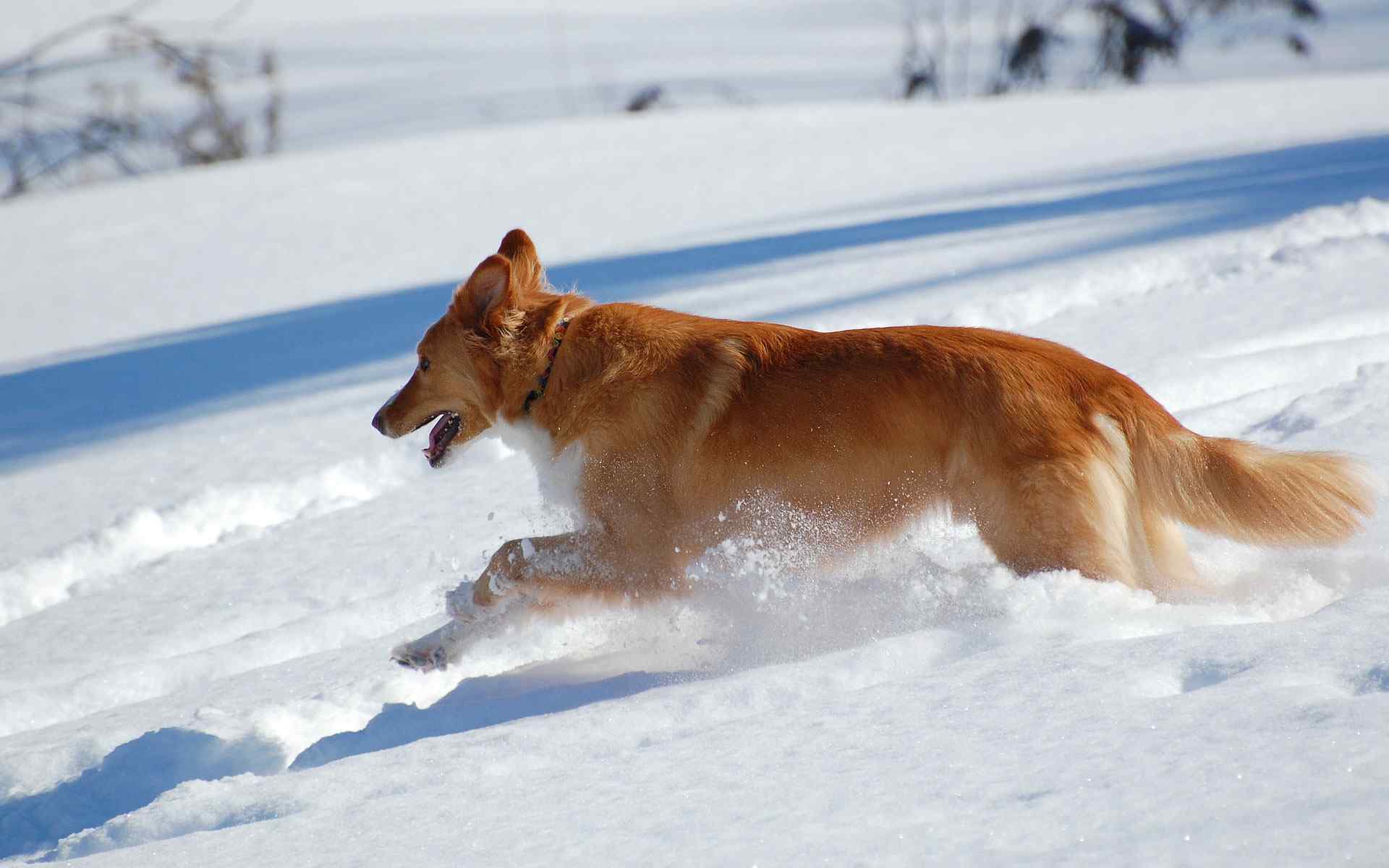 雪狼摄影壁纸