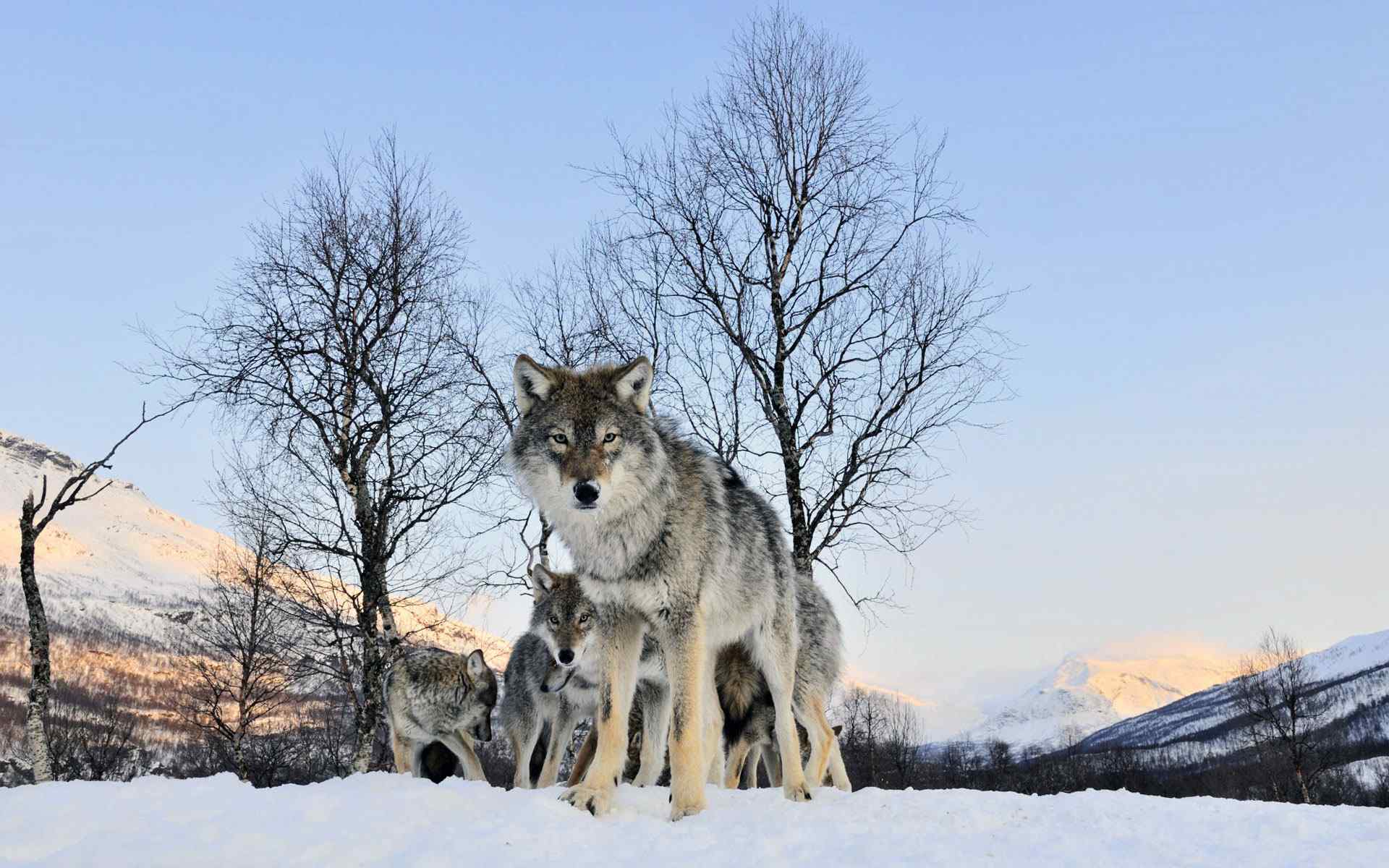 雪狼摄影壁纸